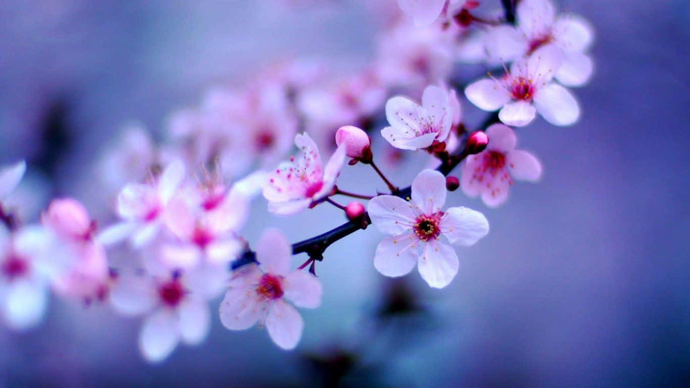 Elegant Simplicity - Blooming Flower on a Minimalist Background