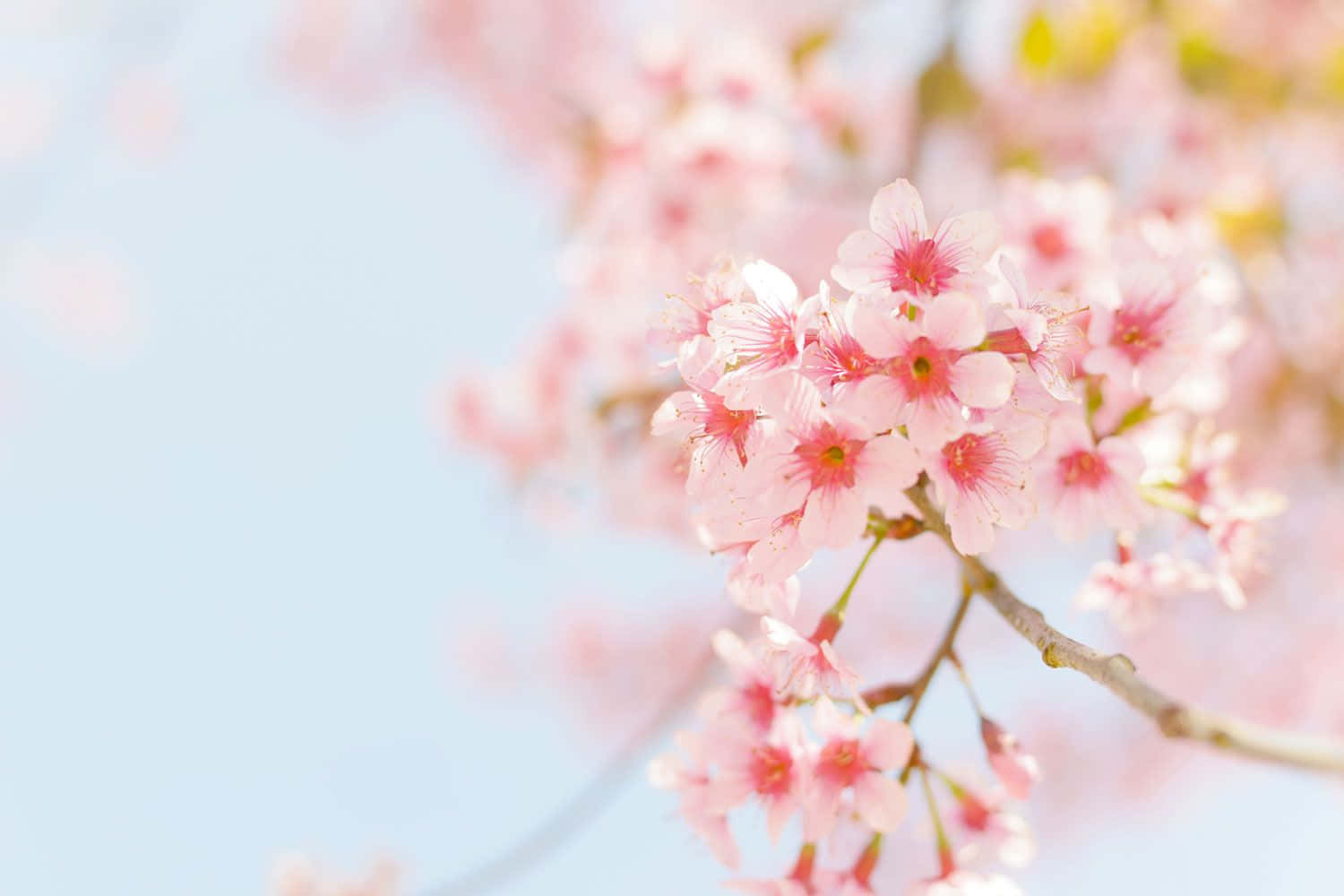 Beautiful Simple Flower Background for Desktop Wallpaper