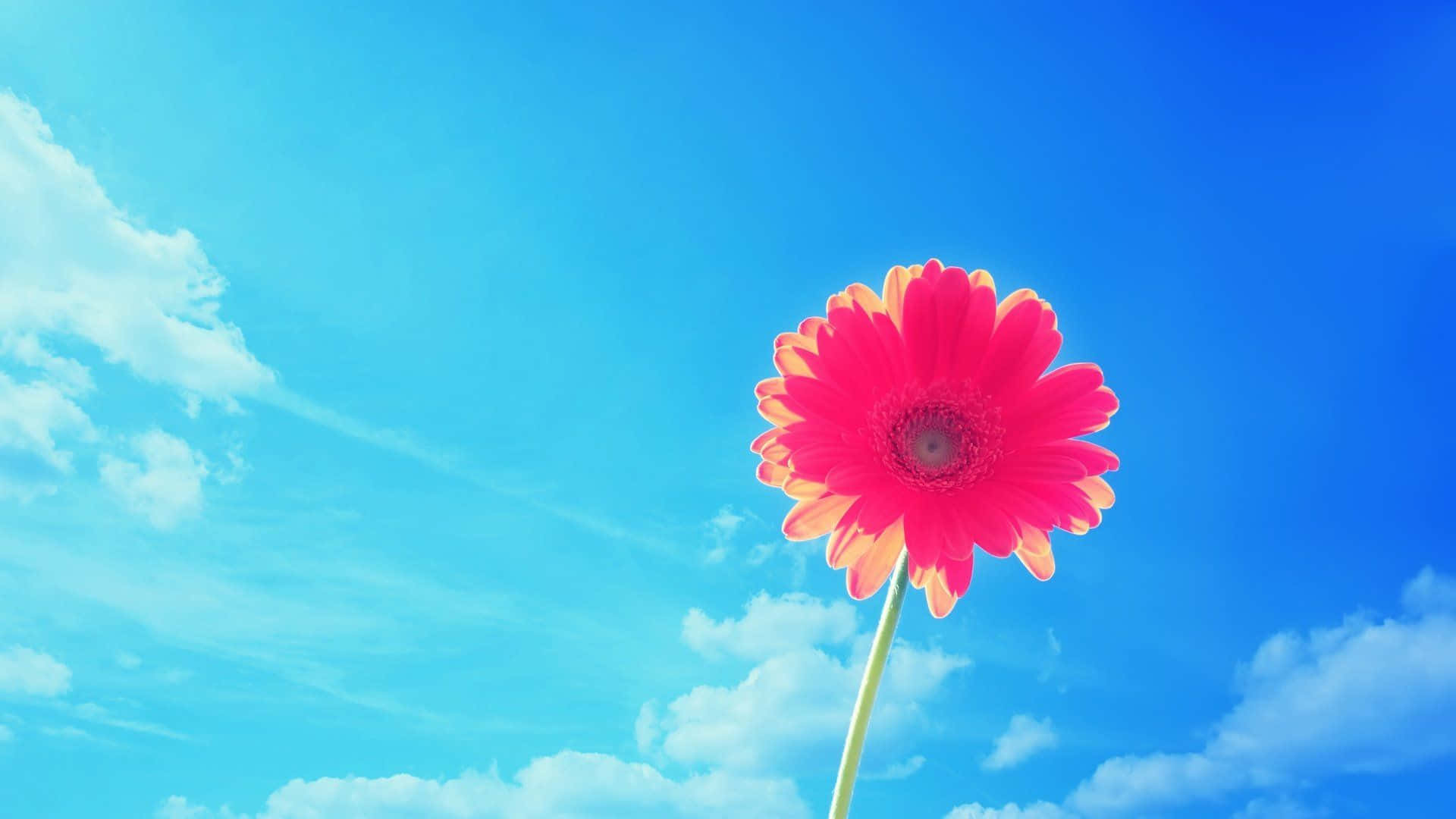 Elegant Simple Flower Background