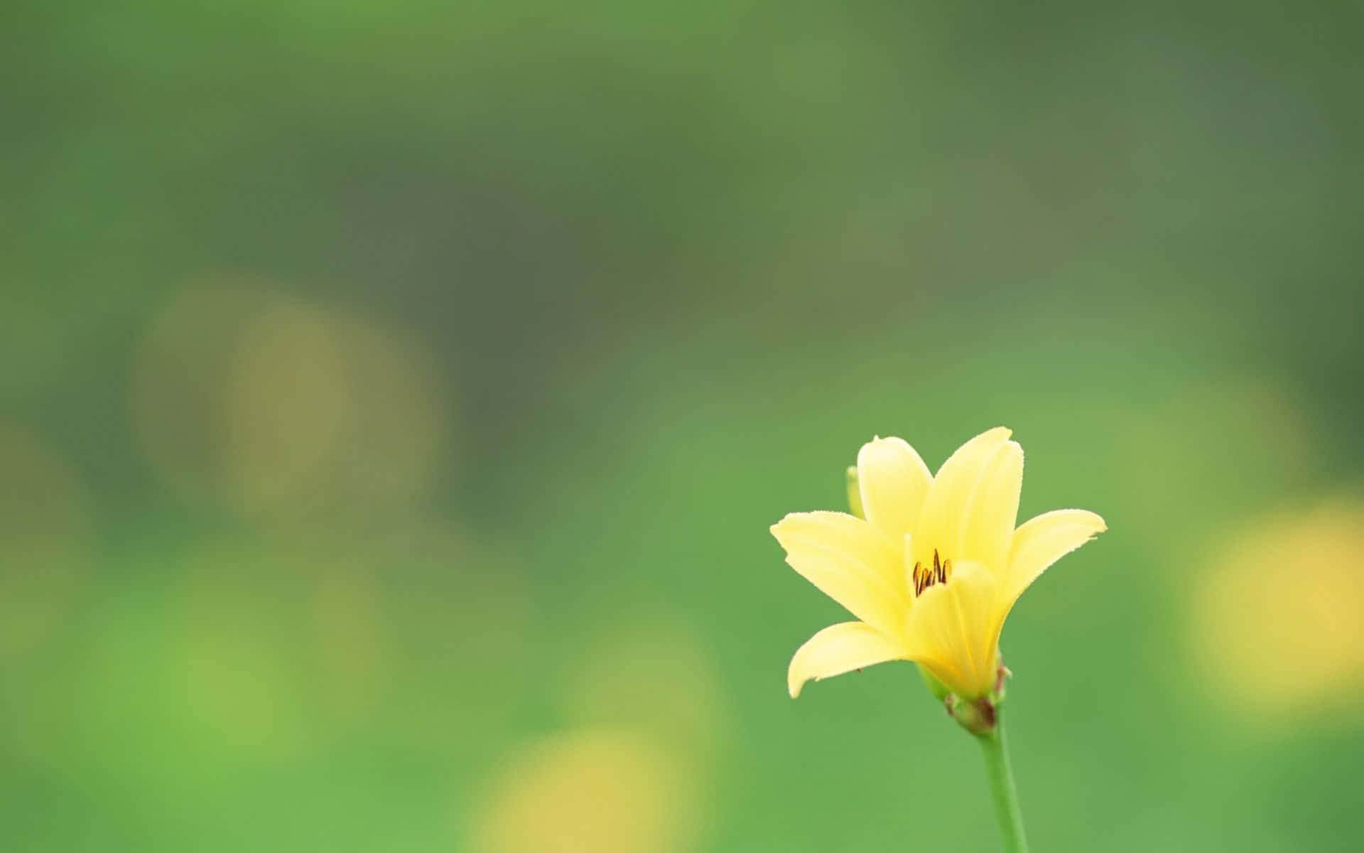 Beautiful Simple Flower Background