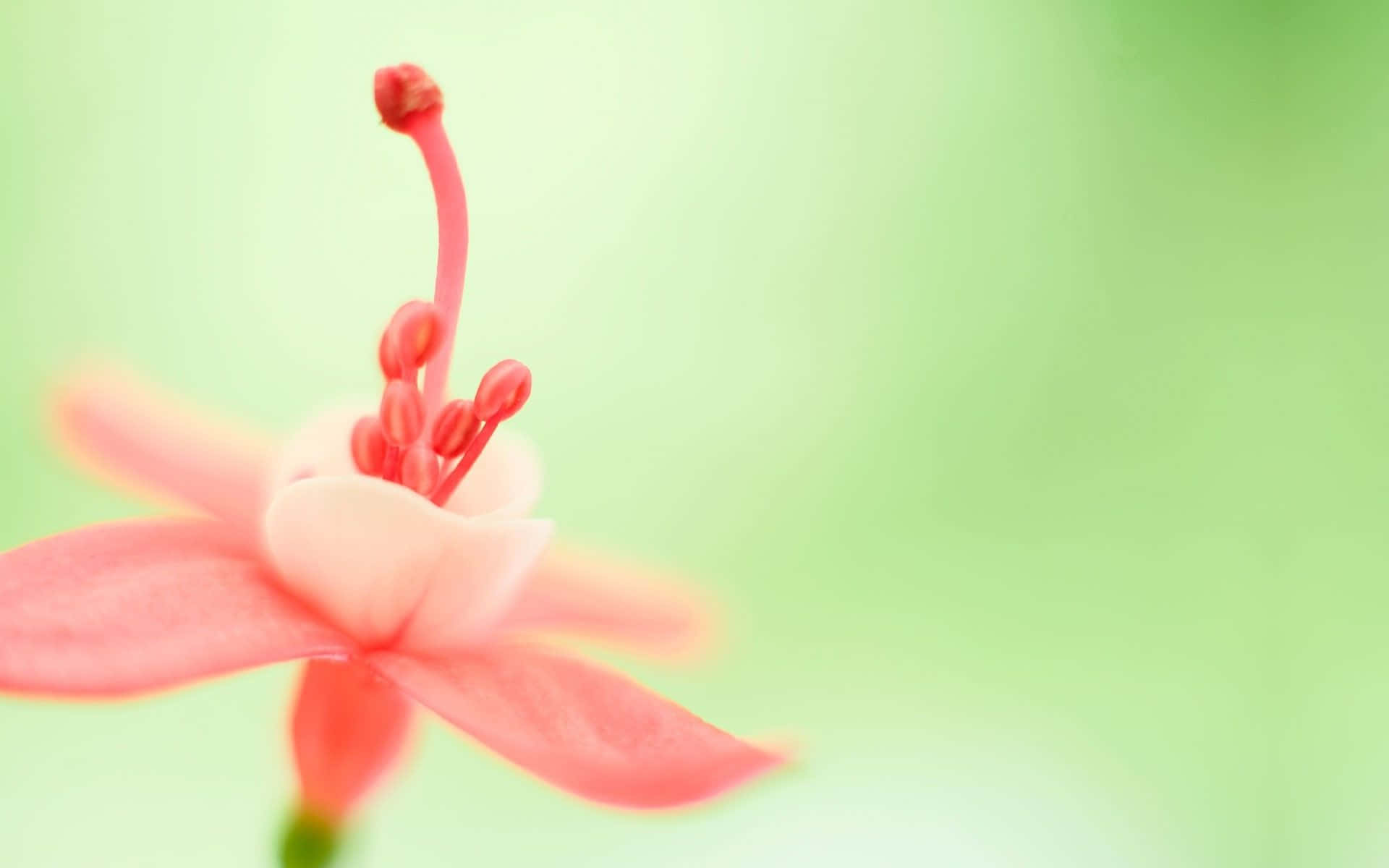 Elegant Simple Flower on a Neutral Background