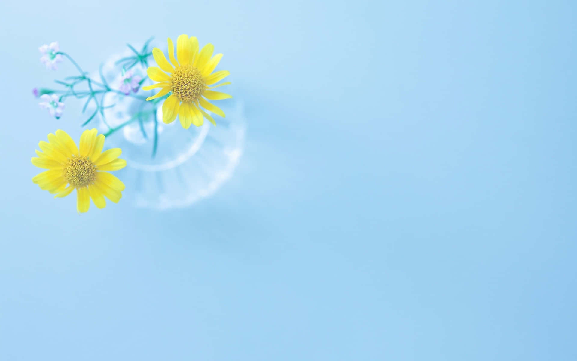 Beautiful Simple Flower on a Subtle Background
