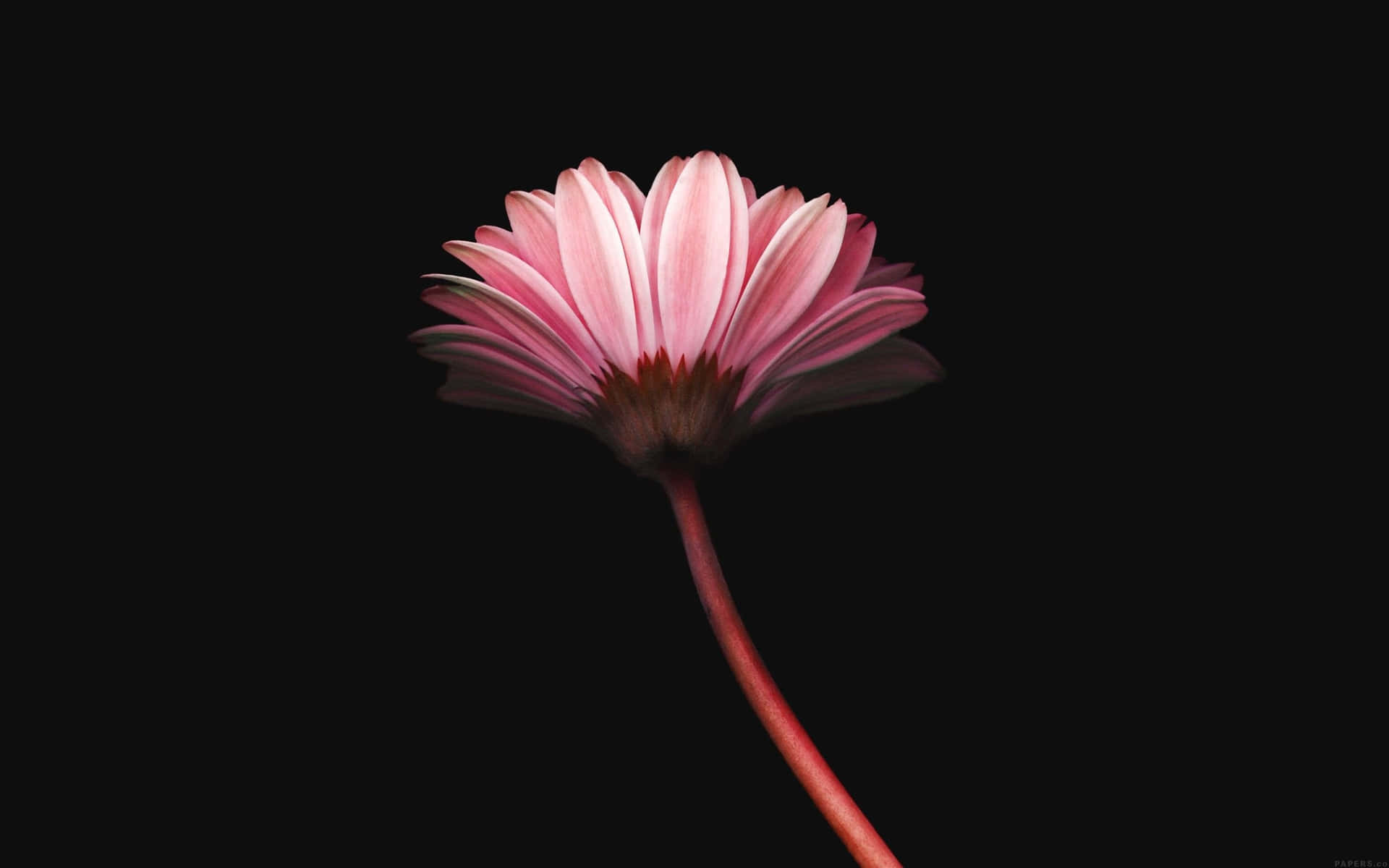 Captivating Simplicity: A Stunning Close-up of a Flower on a Minimalistic Background