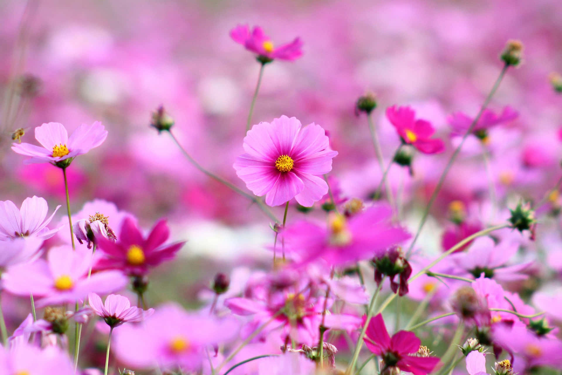 Elegant Simple Flower Background