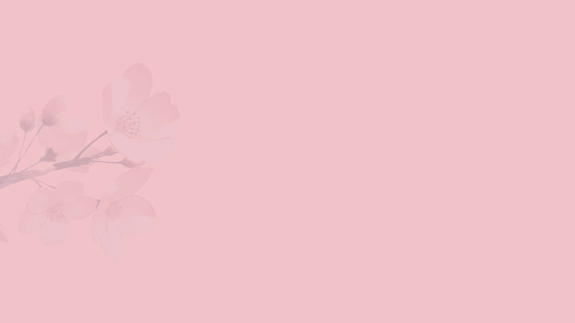 Vackerrosa Blomma. Wallpaper