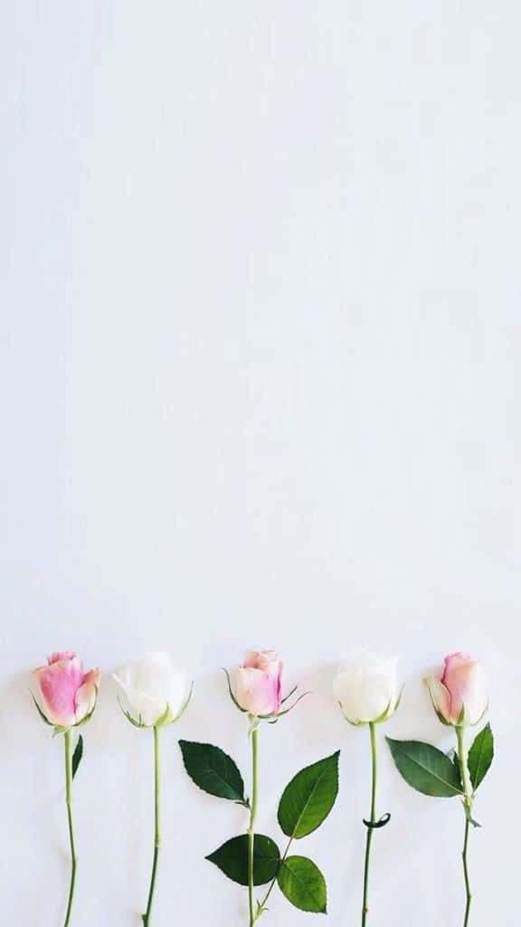 Einewunderschöne Weiße Rose, Die Sich In Der Sonne Aalt. Wallpaper