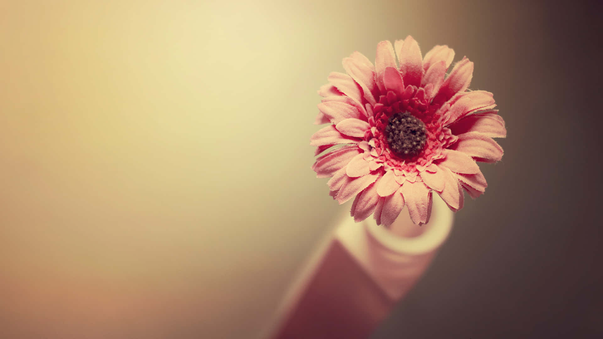 En pink blomst sidder på toppen af en vase. Wallpaper