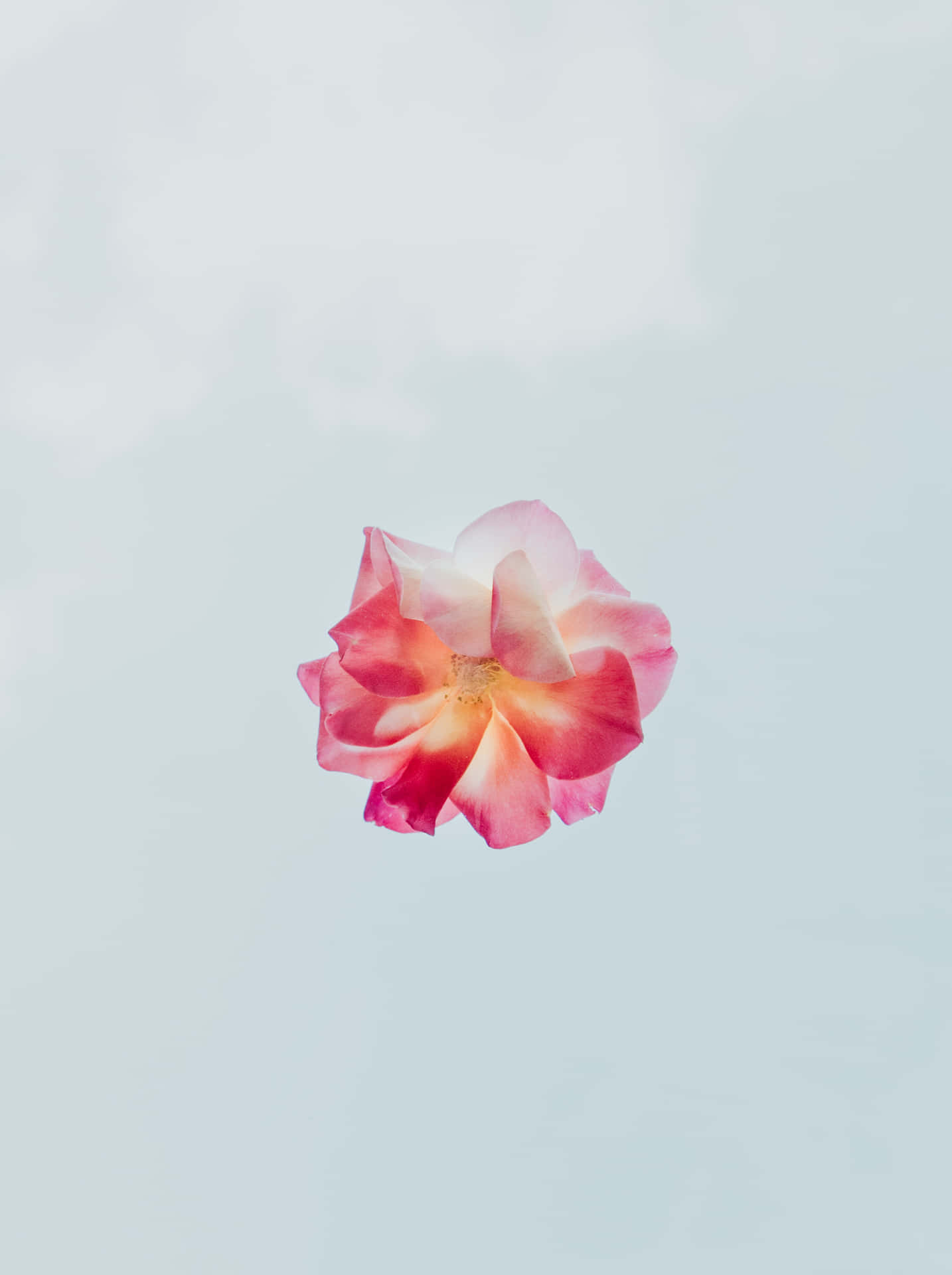 Brighten up your day with a Simple Flower Wallpaper