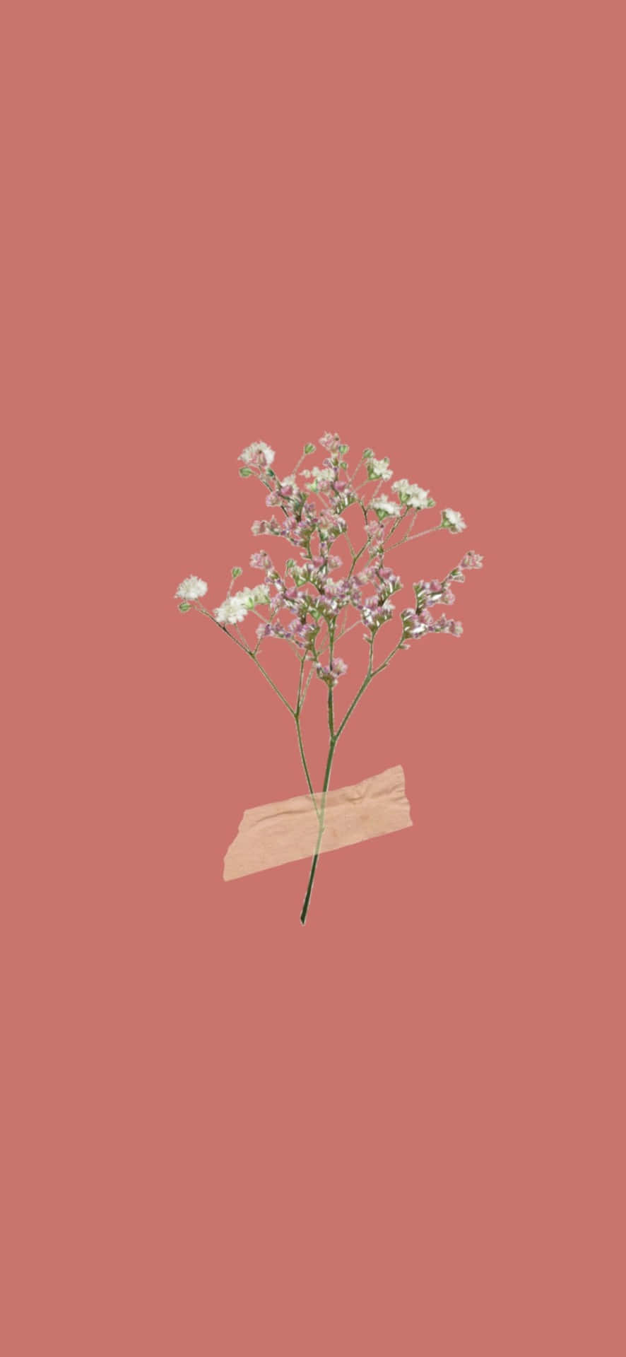 A beautiful single daisy standing alone in a meadow. Wallpaper