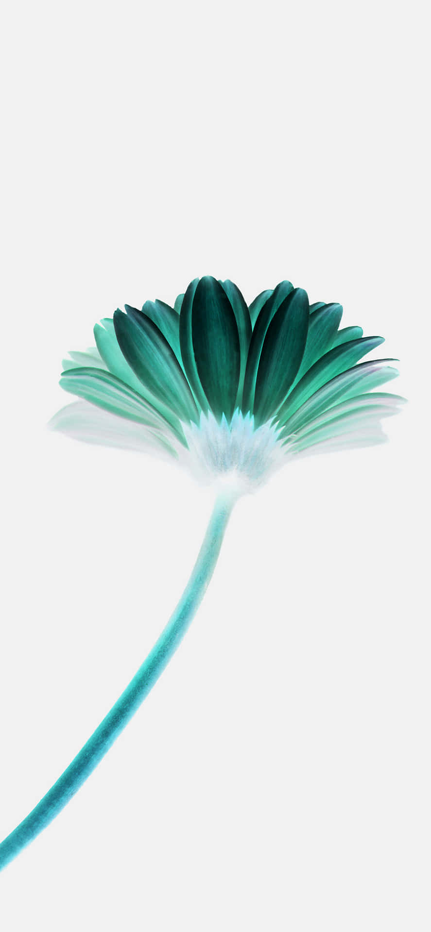 A Flower With A Blue Stem Wallpaper