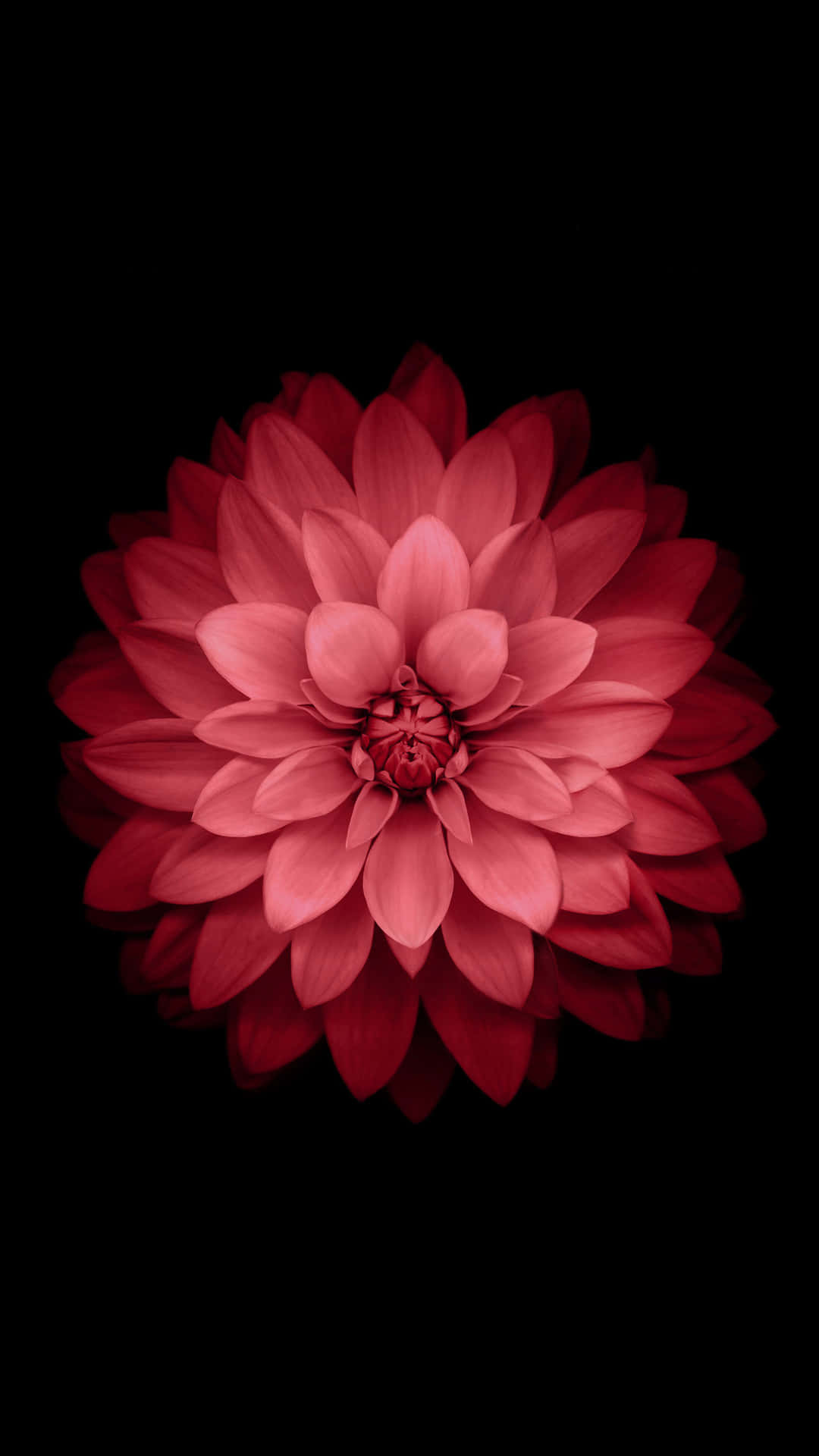 En rød blomst på sort baggrund Wallpaper