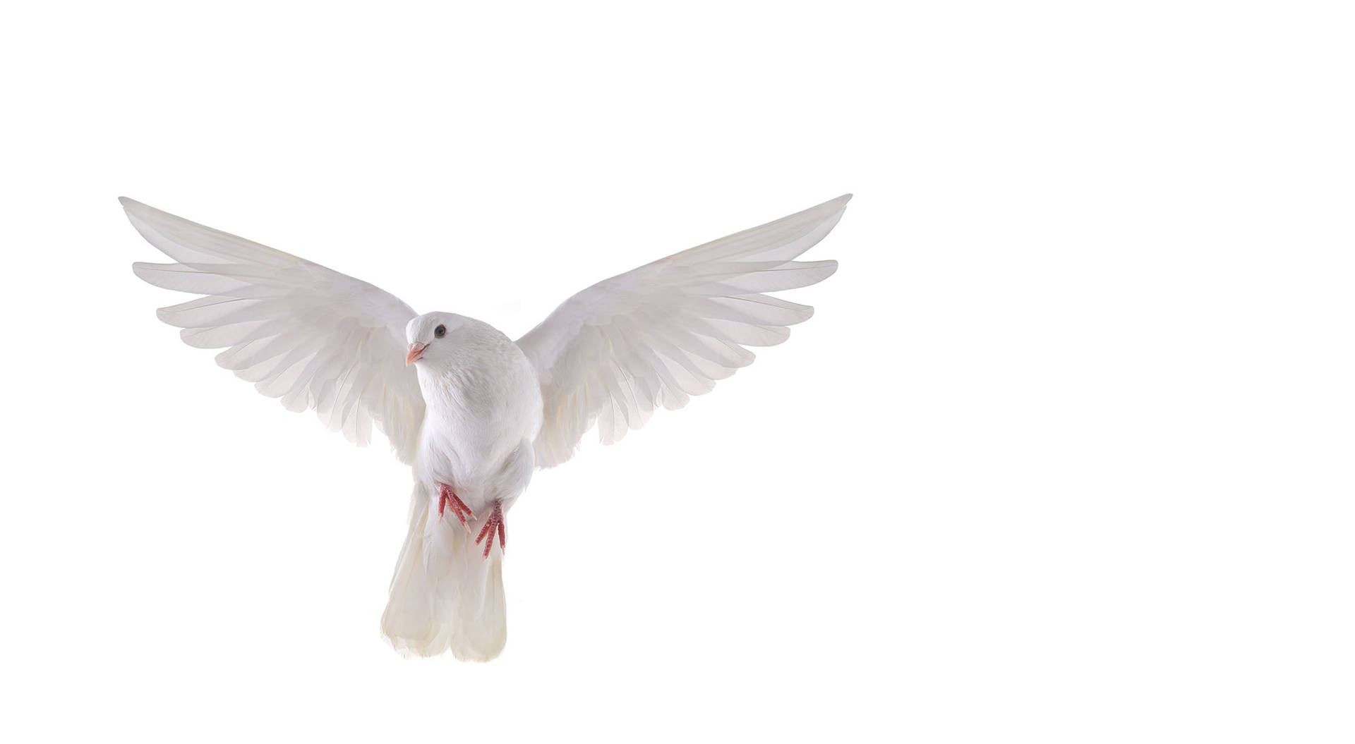 Download Simple Flying White Dove Bird Wallpaper 