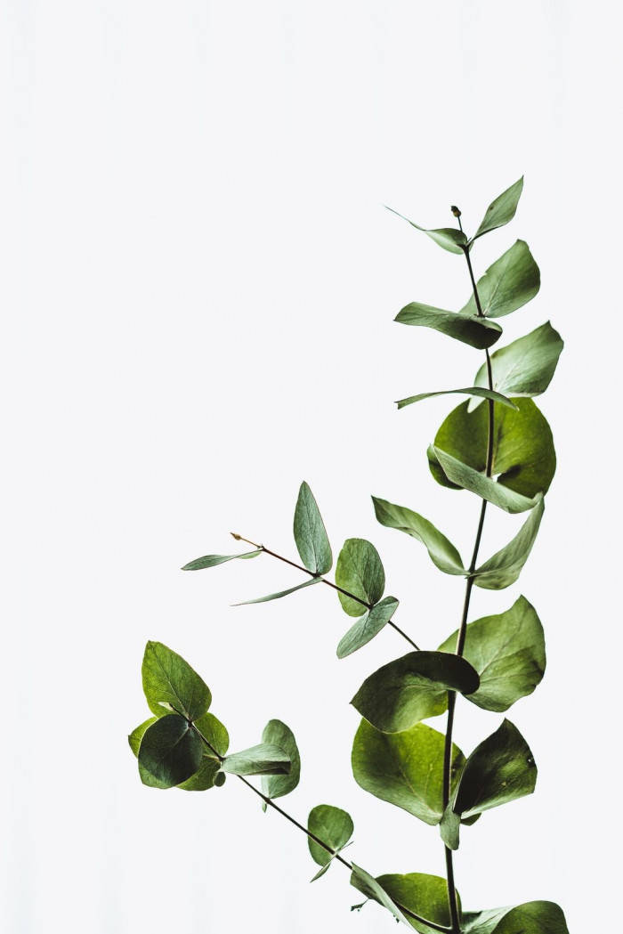 Simple Green Leaves Aesthetic Wallpaper