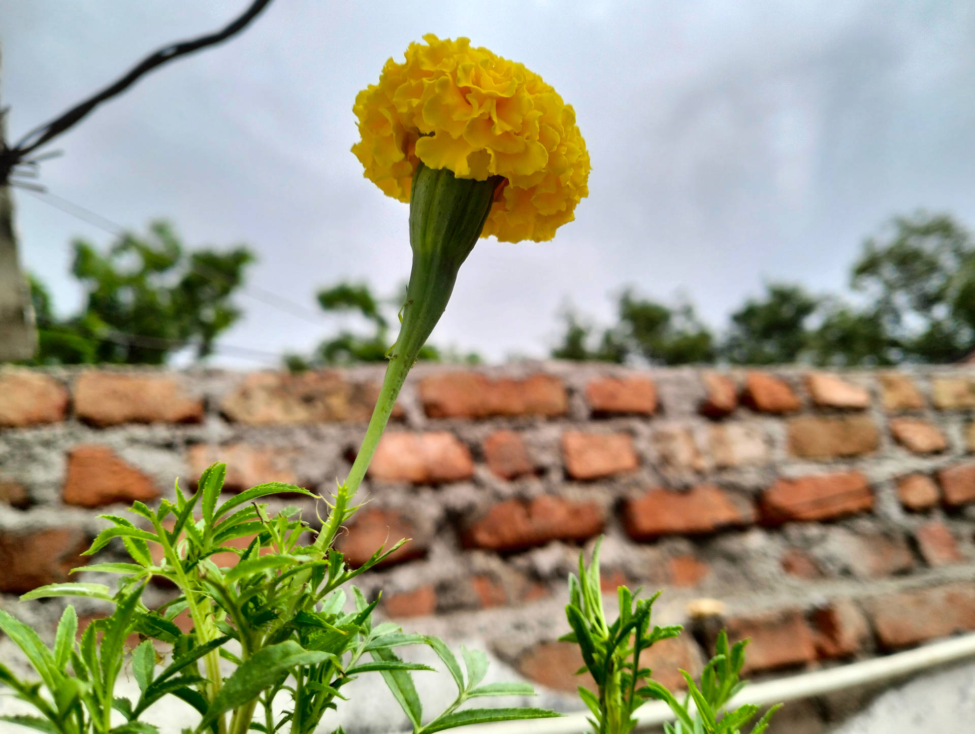 Simple Hd Flower And Brick Wall Wallpaper