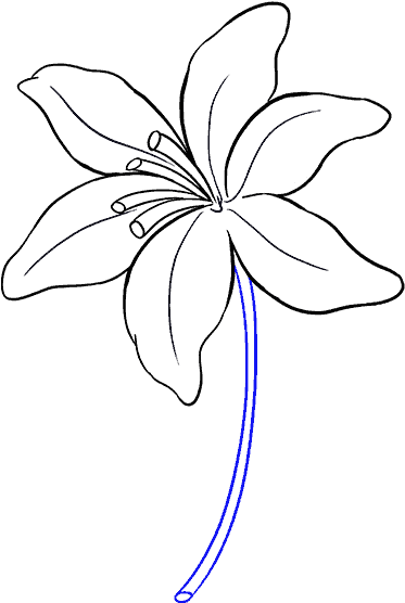 Simple Lily Line Drawing PNG