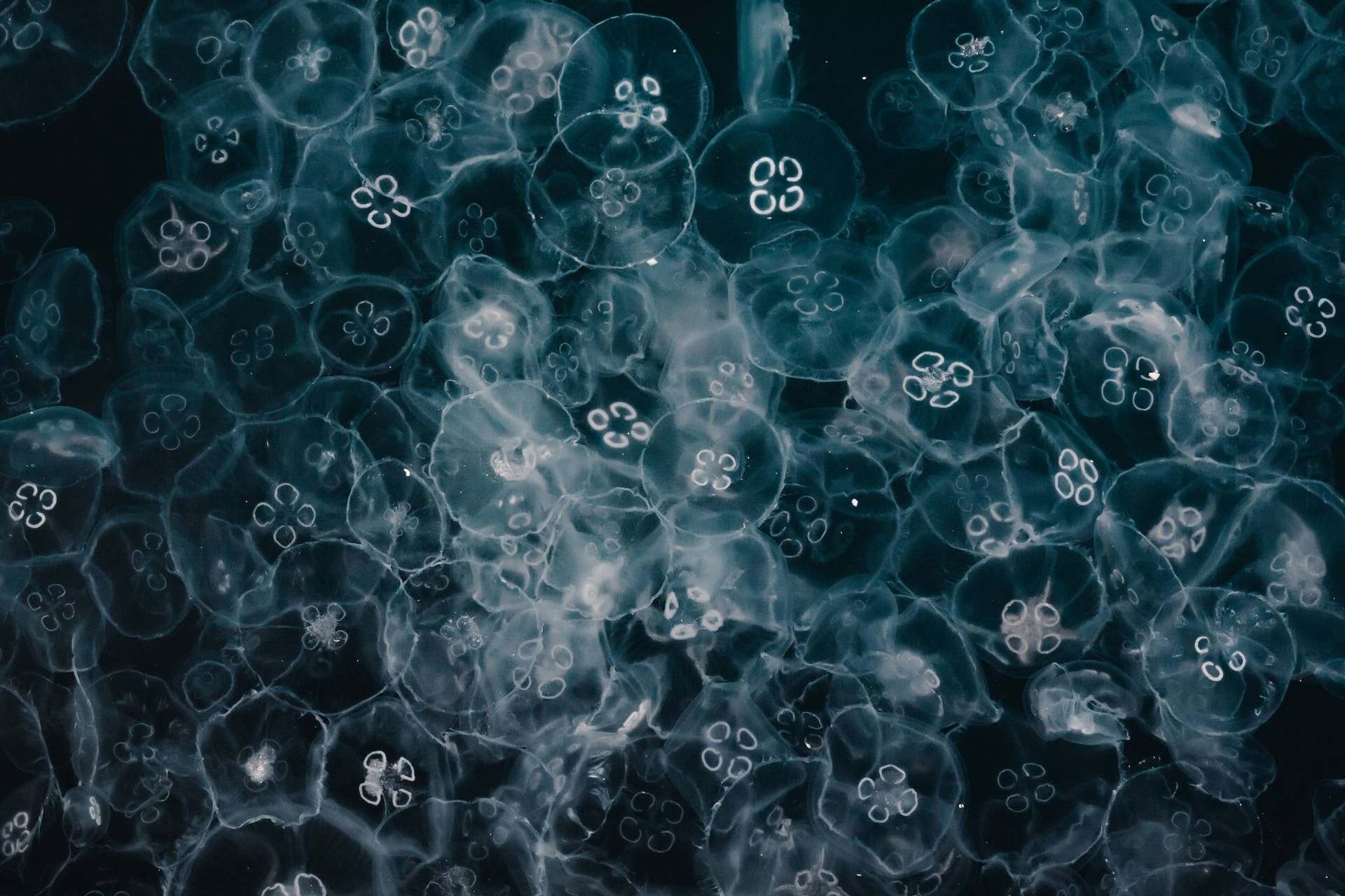 Simple Monochrome Jellyfish Wallpaper