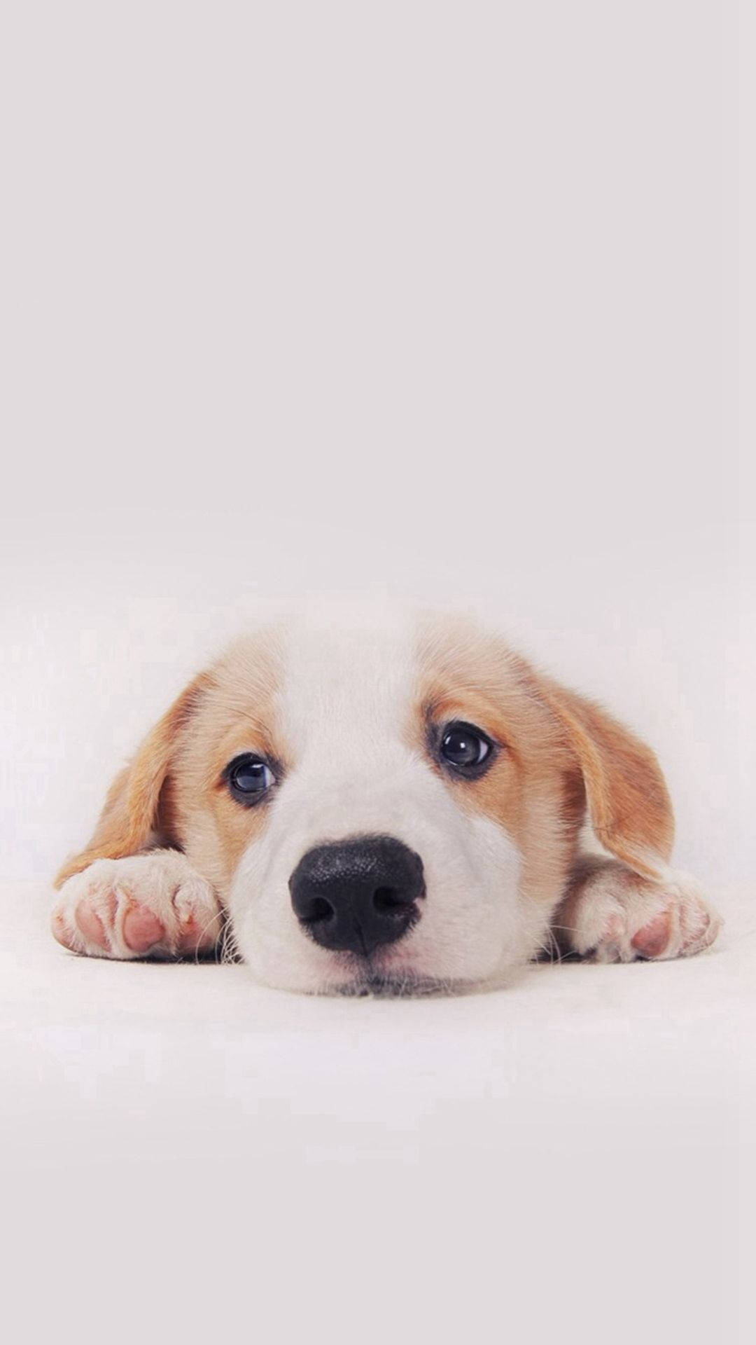 Simple Puppy Dog In White Wallpaper
