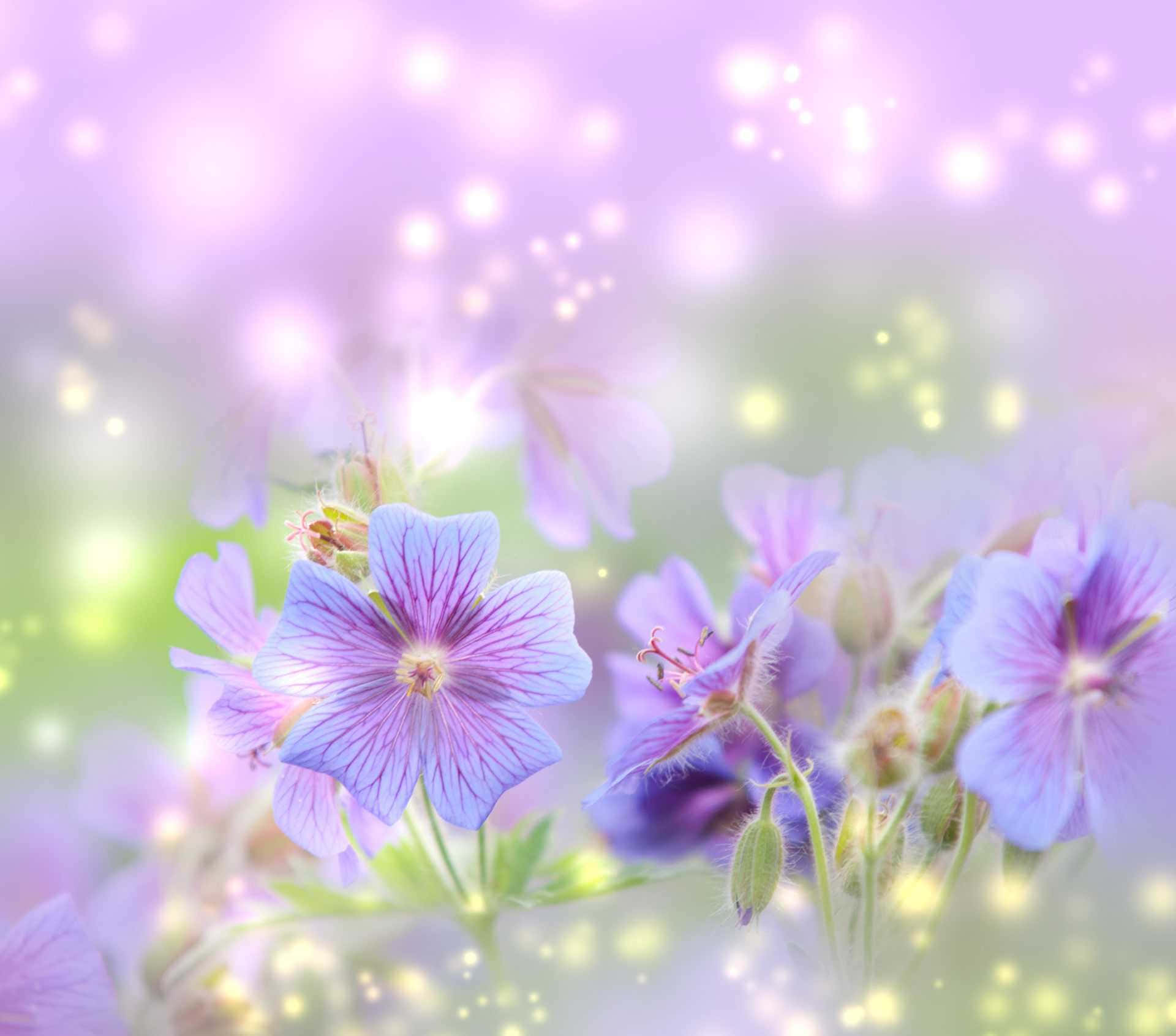 A Purple Flower With A Light Shining On It Wallpaper