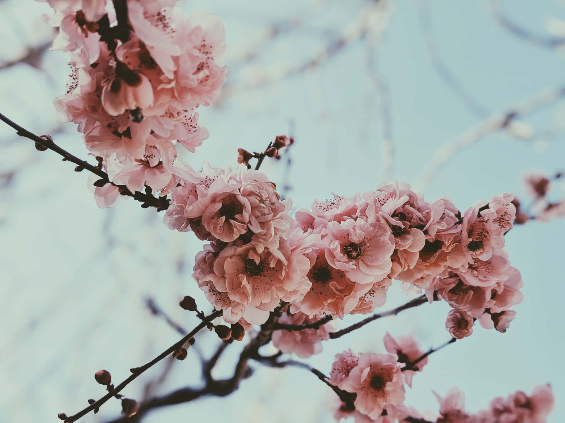 Simple Spring Flowers On Branch Wallpaper