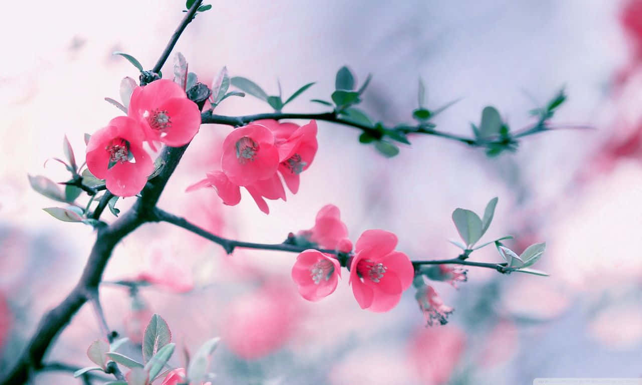 "Discover the beauty of springtime with Simple Spring." Wallpaper