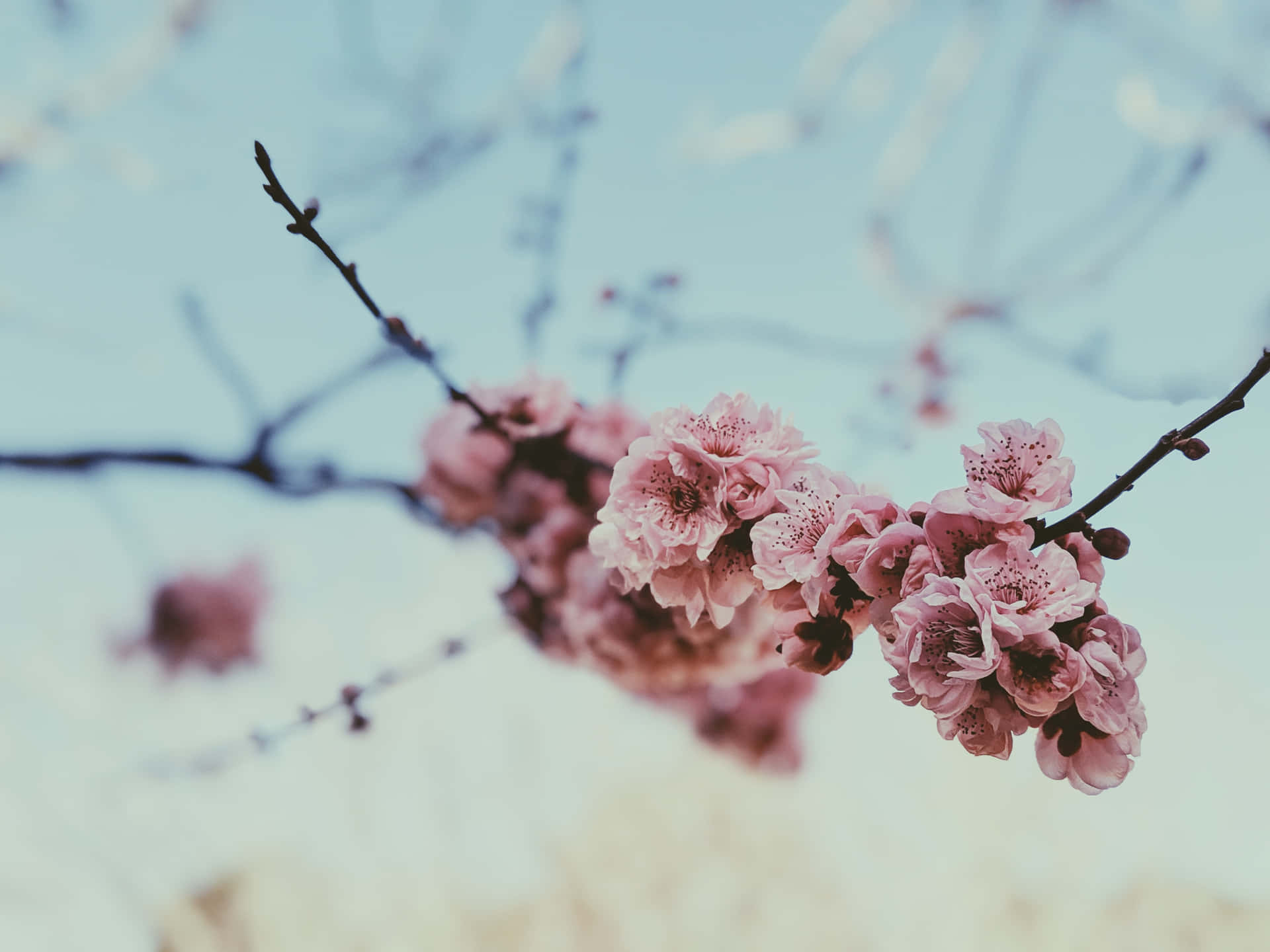 Floresrosadas Simples De Primavera. Fondo de pantalla
