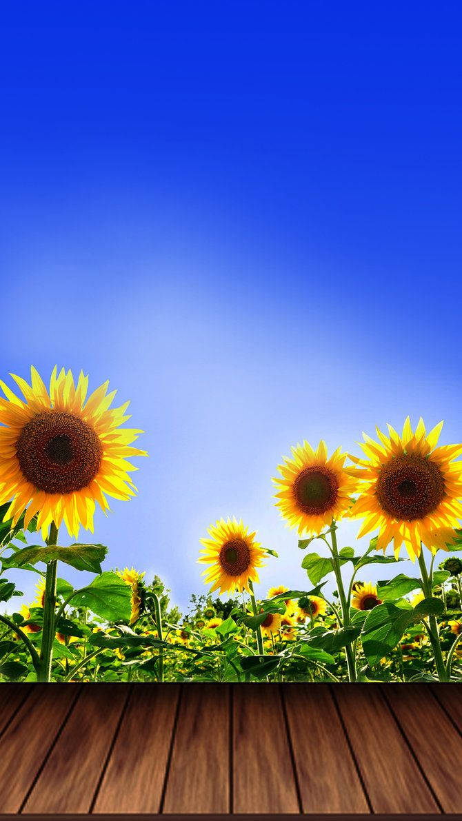 Simple Sunflower Iphone Art Wallpaper