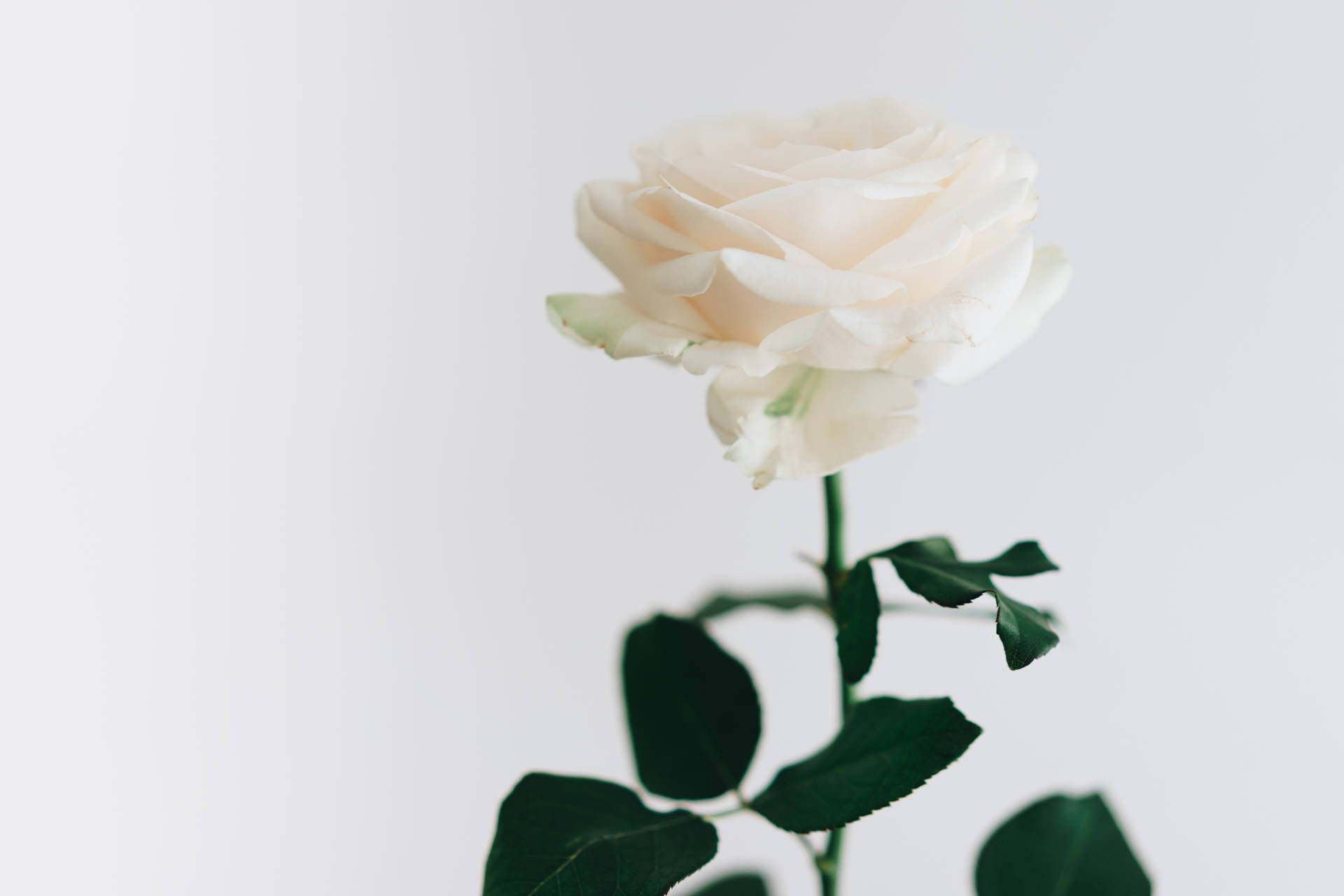 Enkel hvid æstetik af hvide rosenblade Wallpaper