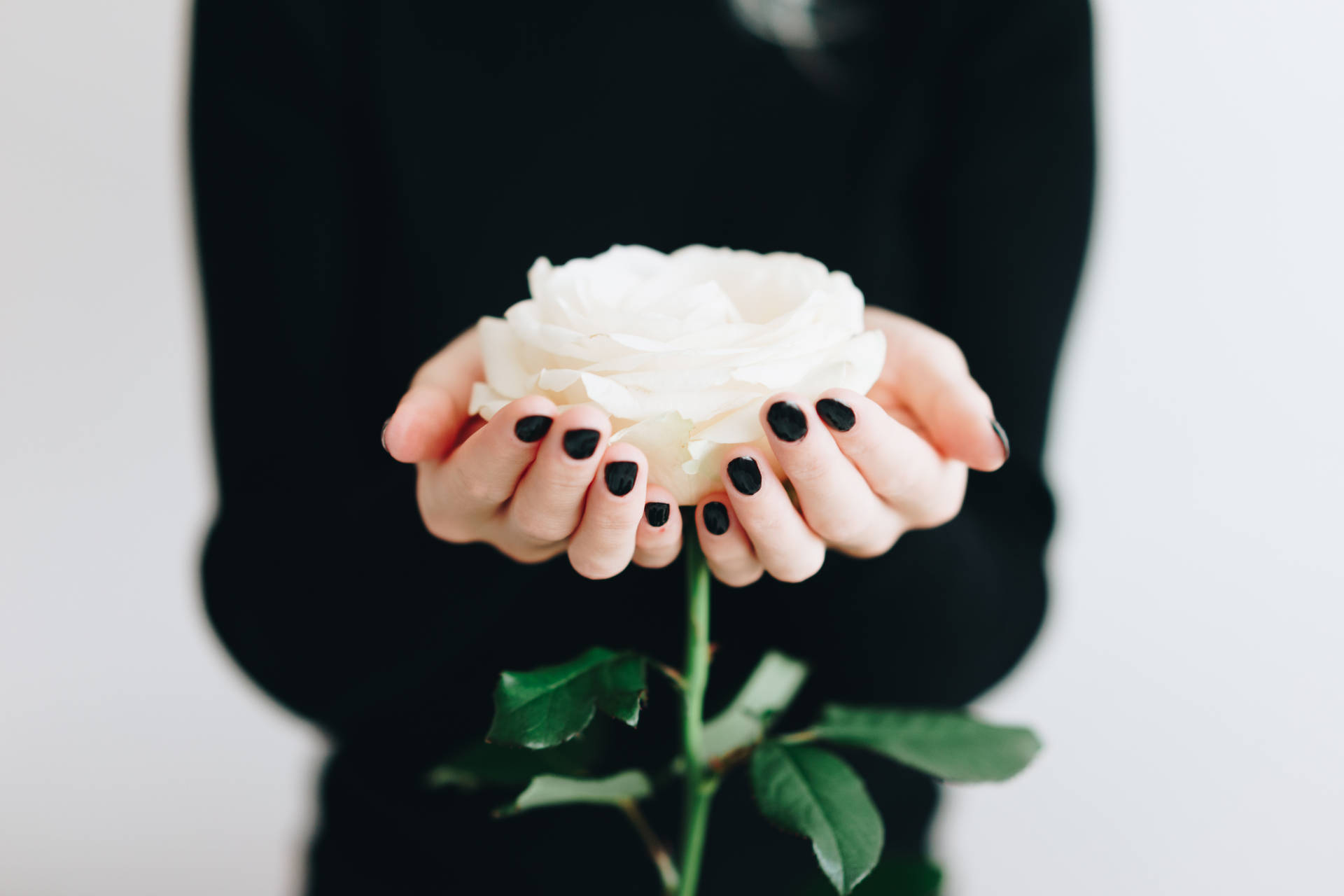 Simple White Aesthetic Woman Holding Rose Wallpaper
