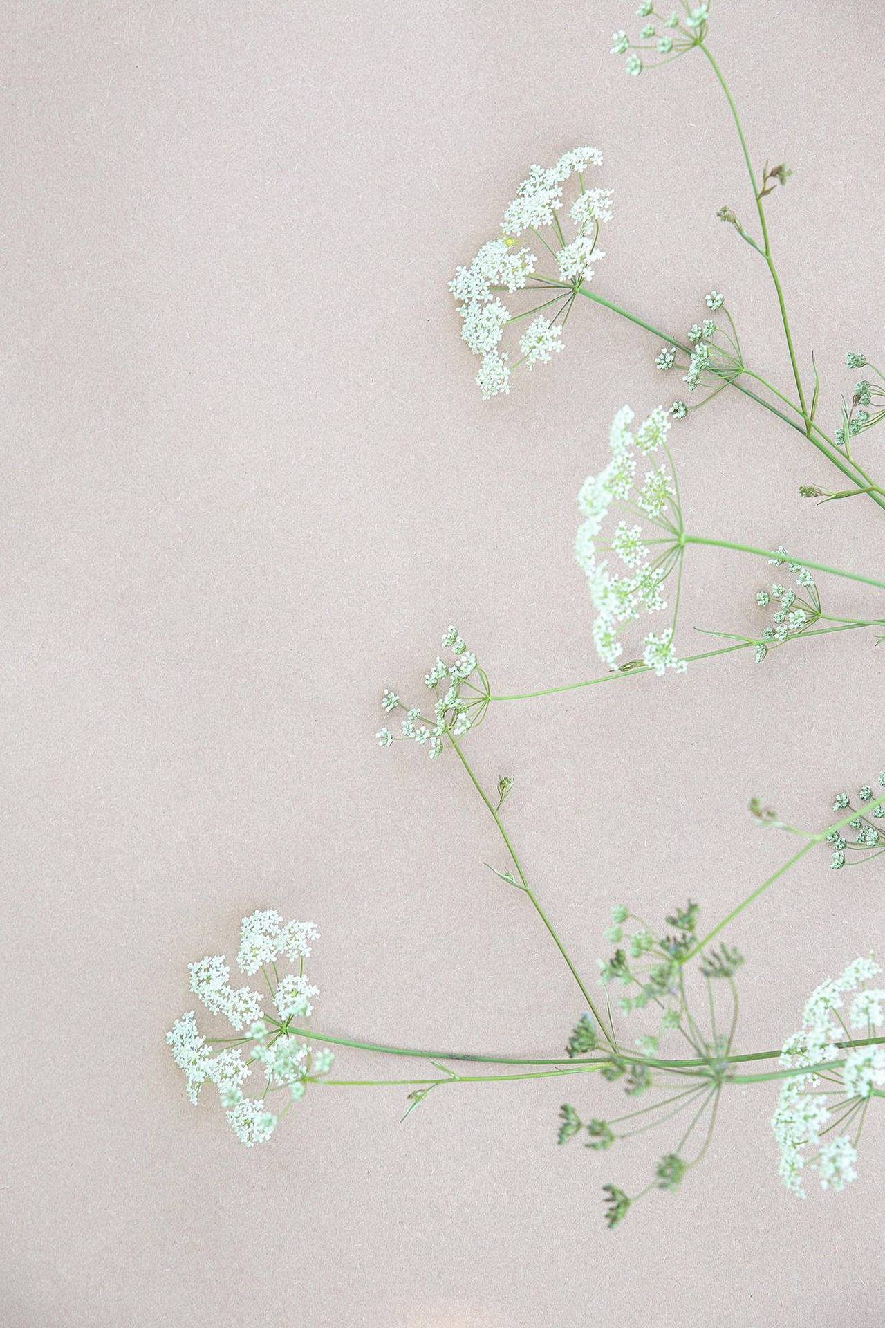 Simple White Flowers Aesthetic Wallpaper