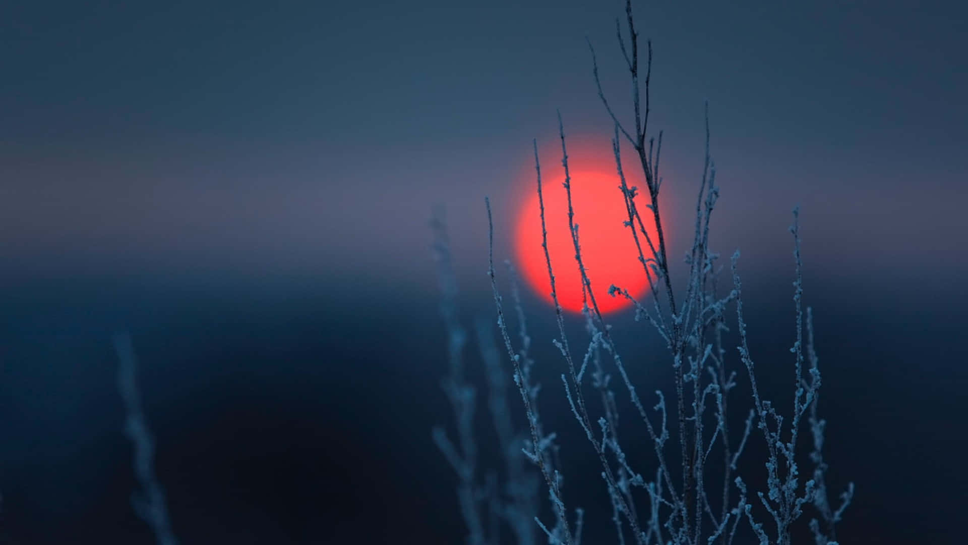 Sencillocampo Invernal De Hierba Y Sol Rojo. Fondo de pantalla