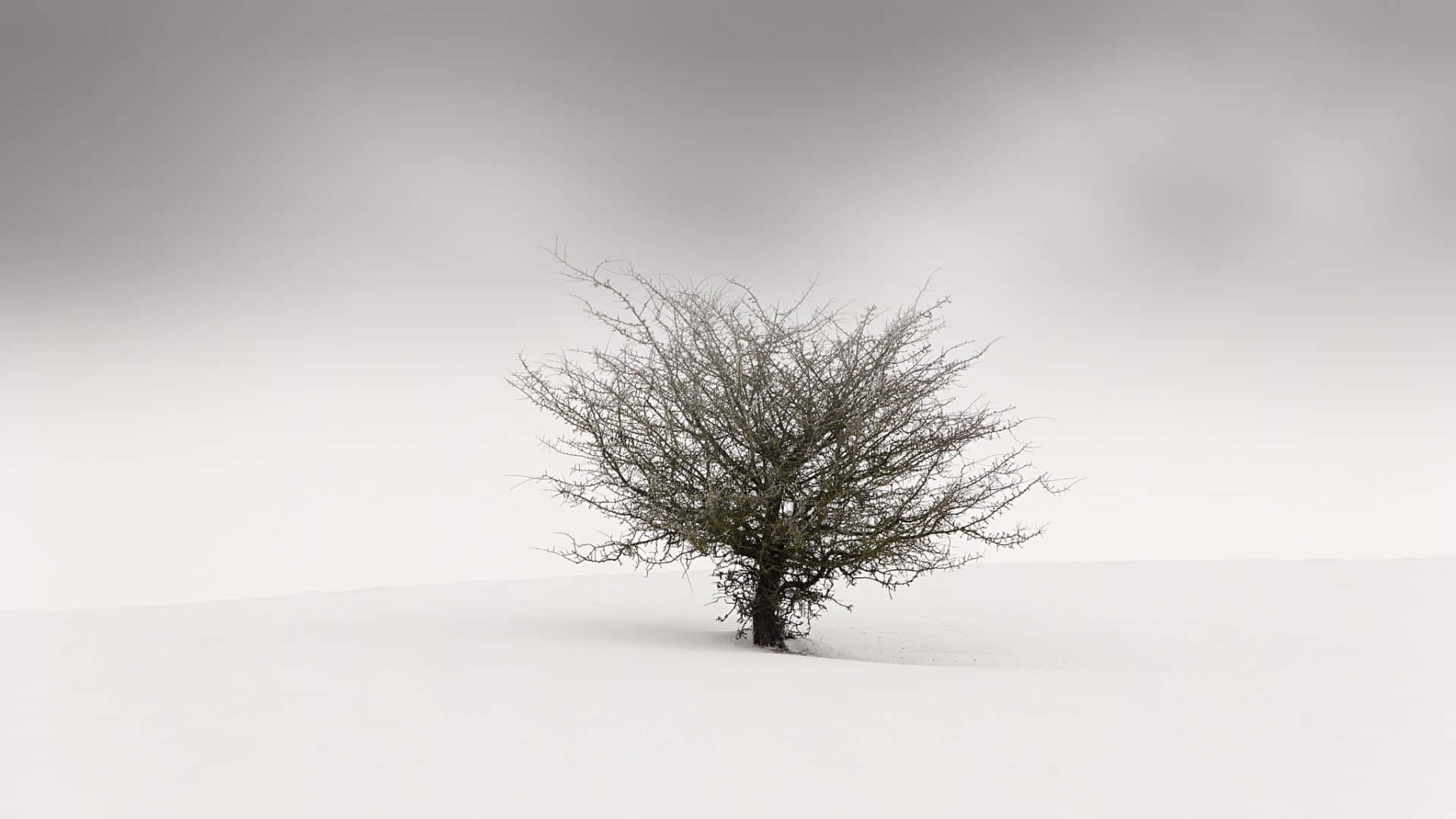 Simple Winter Lone Tree Snow Wallpaper