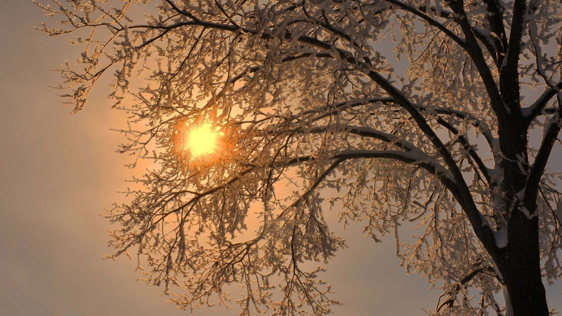 Árbolde Invierno Cubierto De Nieve Bajo La Luz Del Sol. Fondo de pantalla
