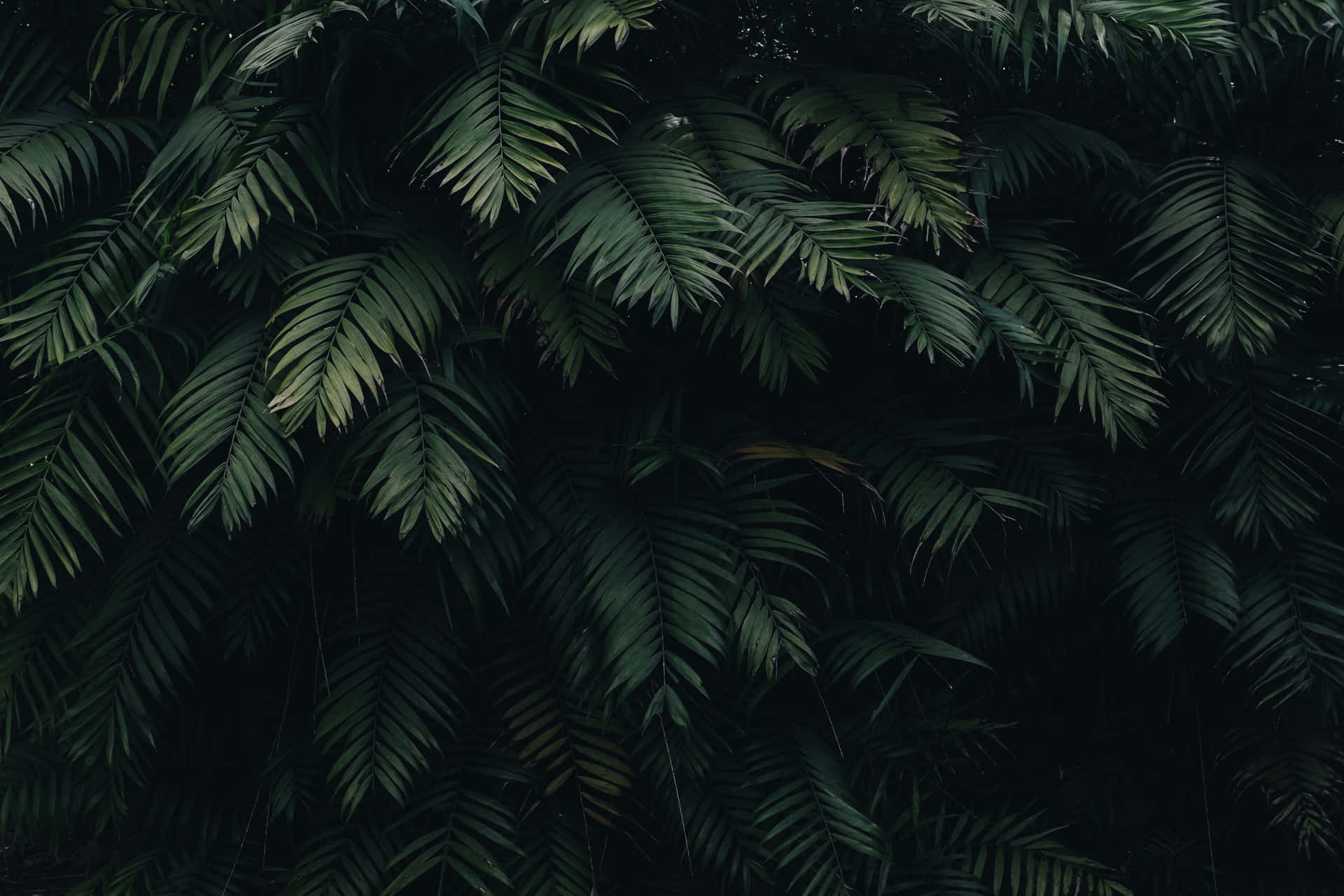 Simple Zoom Background Green Leaves 4042 x 2695 Background