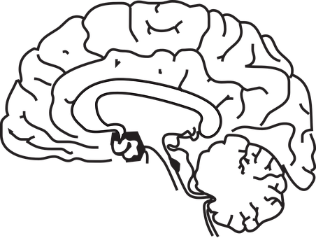 Simplified Brain Illustration PNG