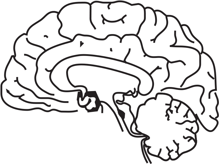 Simplified Brain Line Art PNG