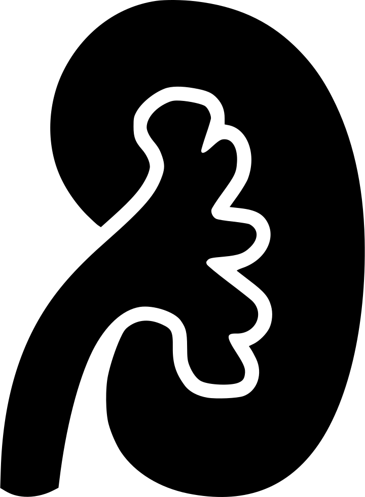 Simplified Kidney Outline PNG