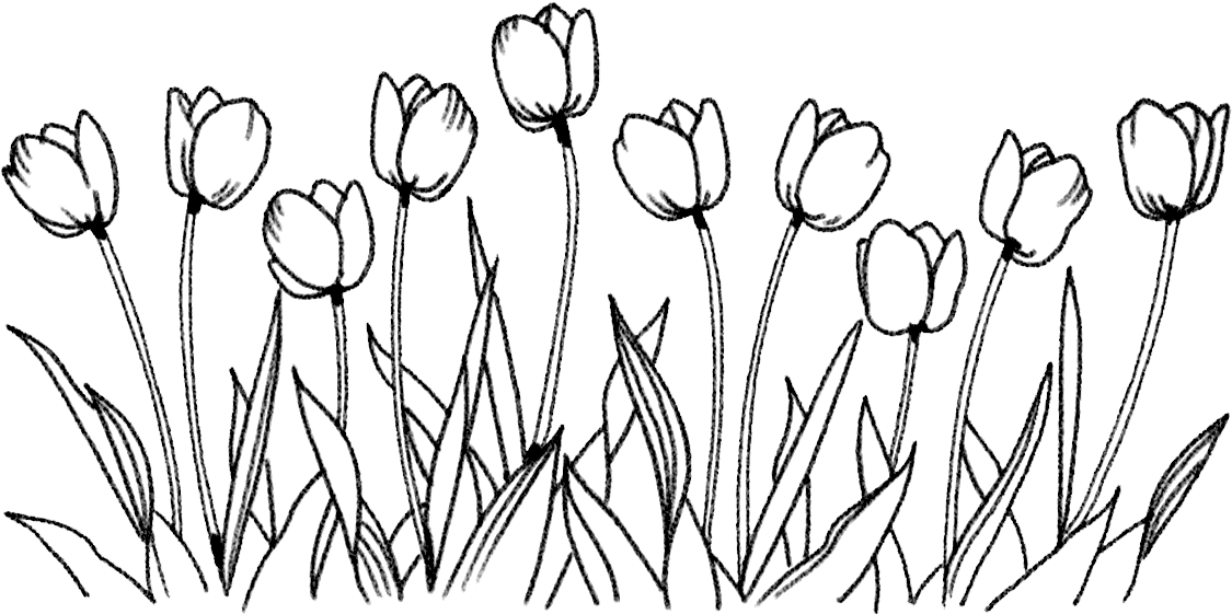 Simplified Tulip Sketch PNG