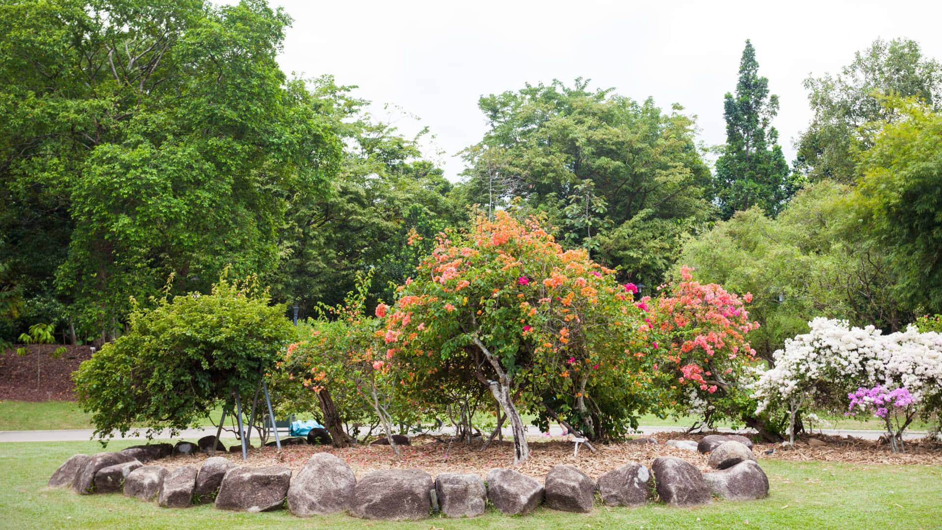 Jardin Botanique De Singapour - Exposition Florale Fond d'écran