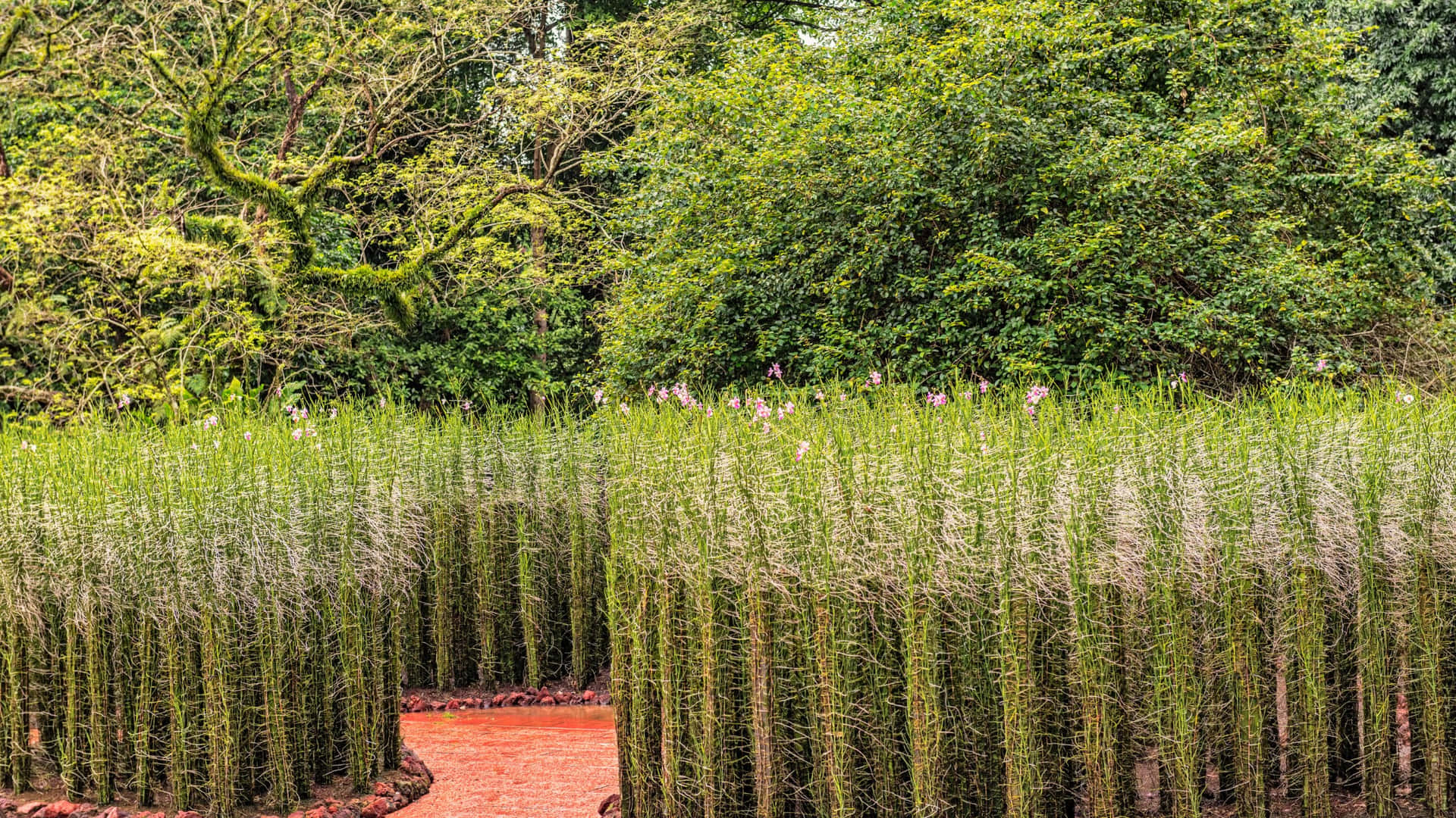 Singapore Botanic Gardens Tall Grass Pathway Wallpaper