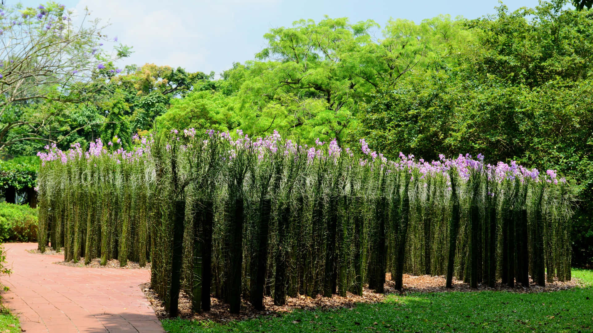 Singapore Botanic Gardens Unique Flora Wallpaper