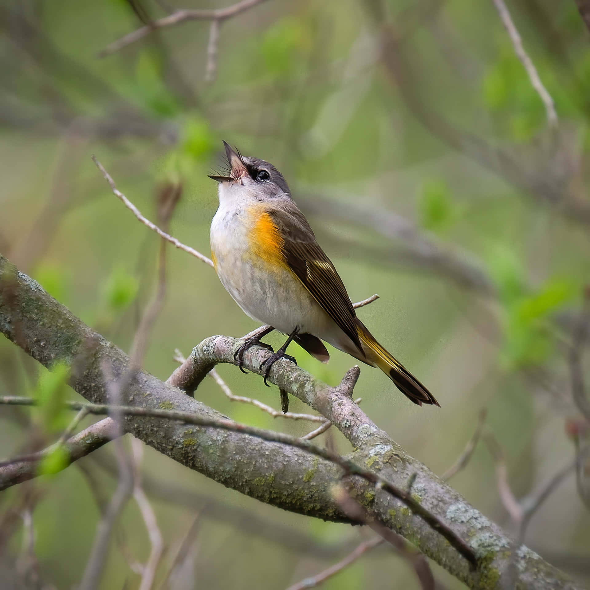 Singing American Redstart Bird Wallpaper
