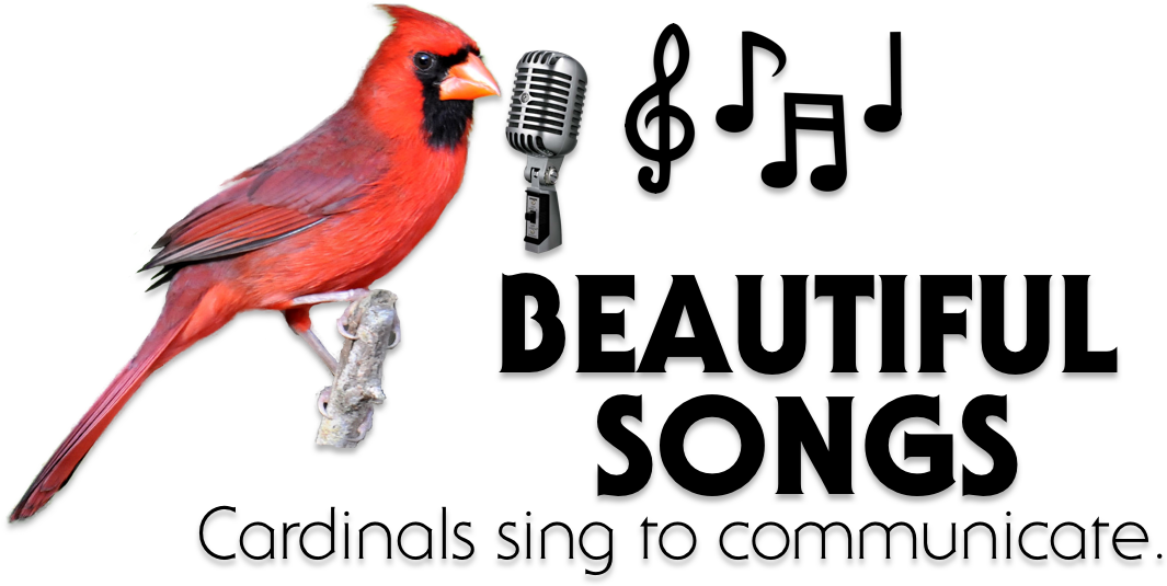 Singing Cardinal Beautiful Songs PNG