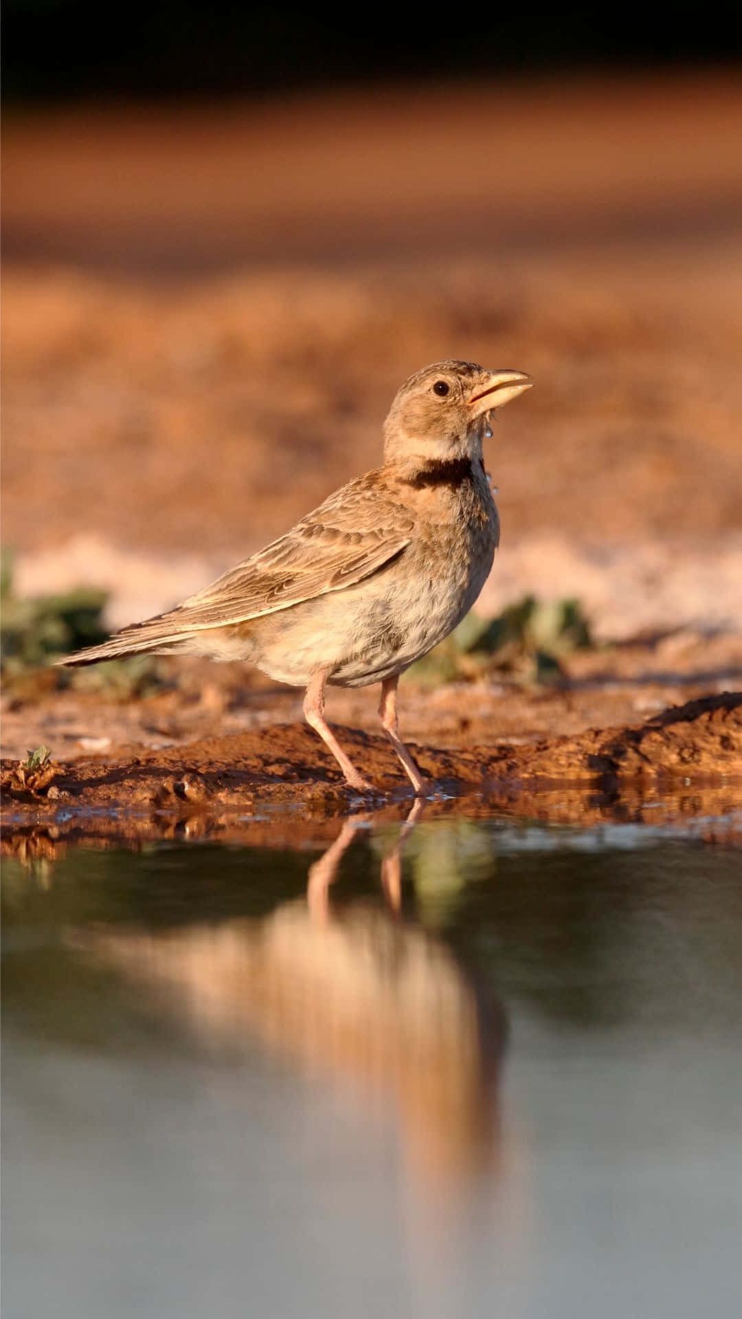 Singing Lark Near Water Reflection Wallpaper