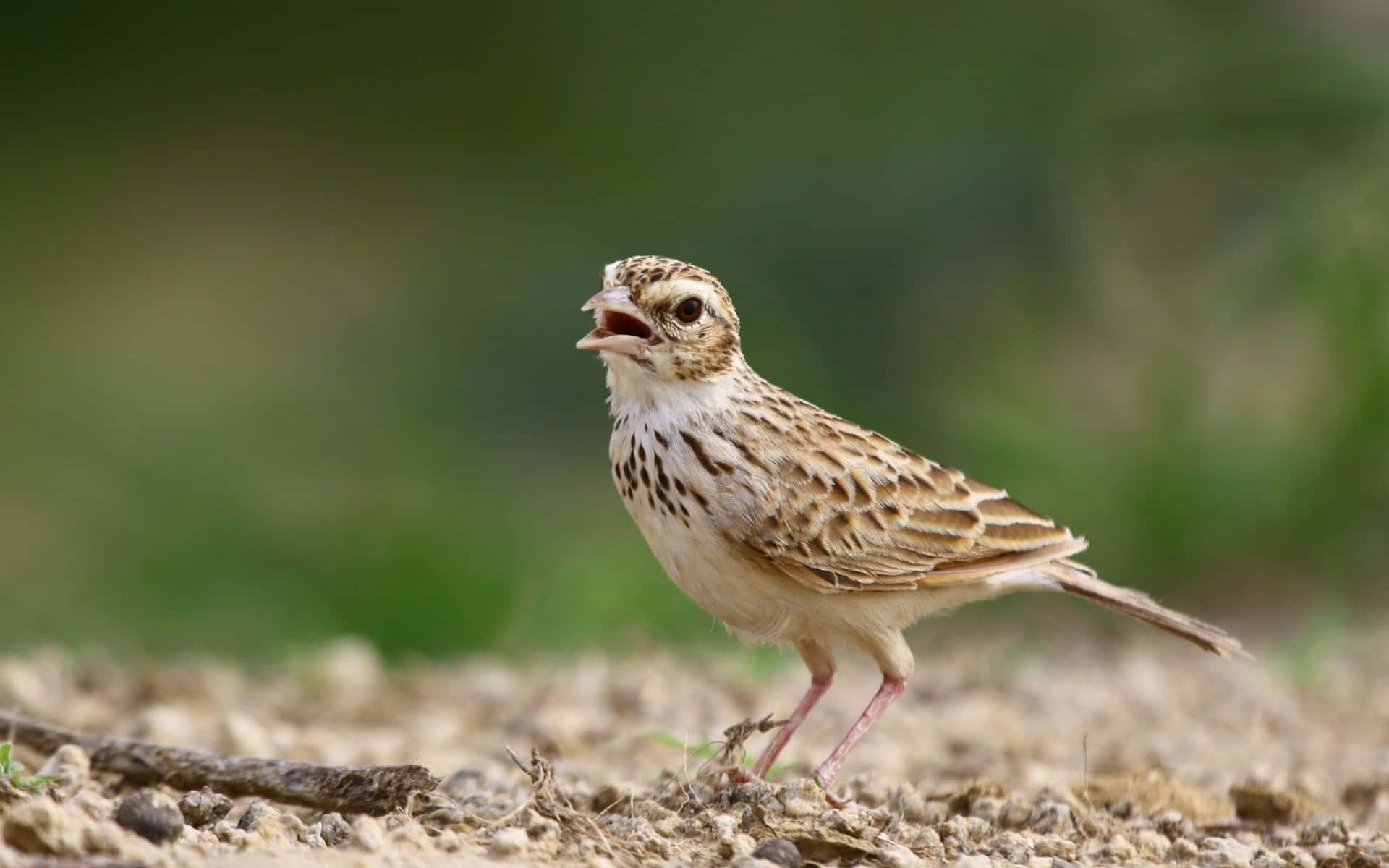 Singing Larkin Natural Habitat Wallpaper