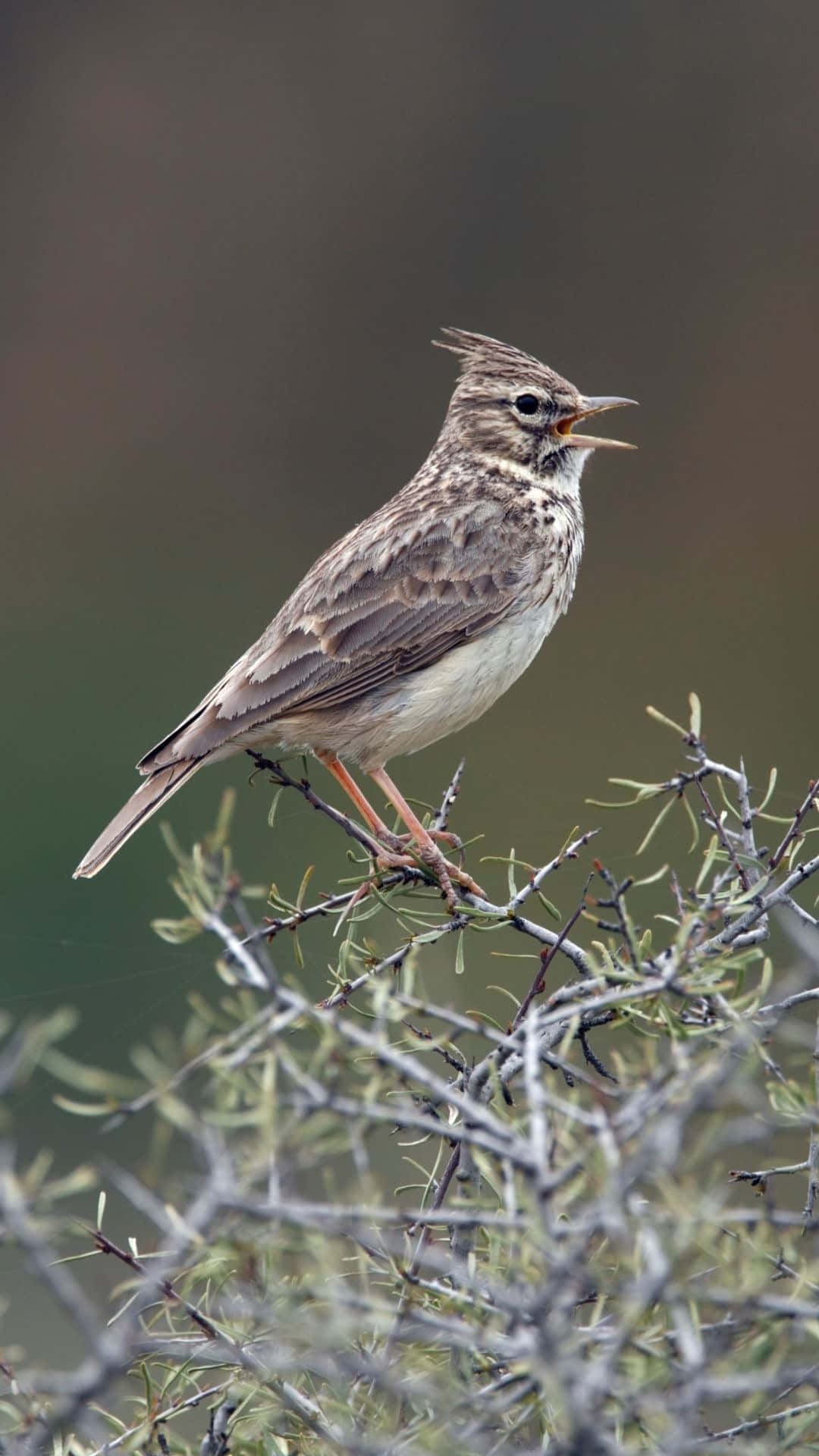 Singing Larkon Branch Wallpaper