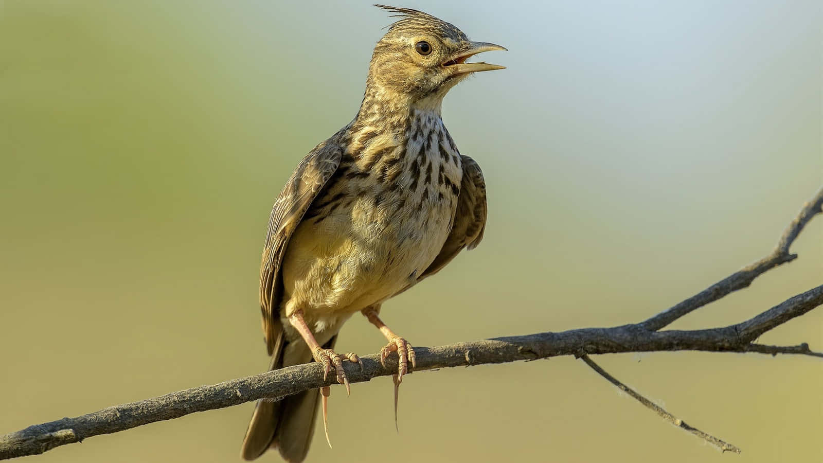 Singing Larkon Branch Wallpaper