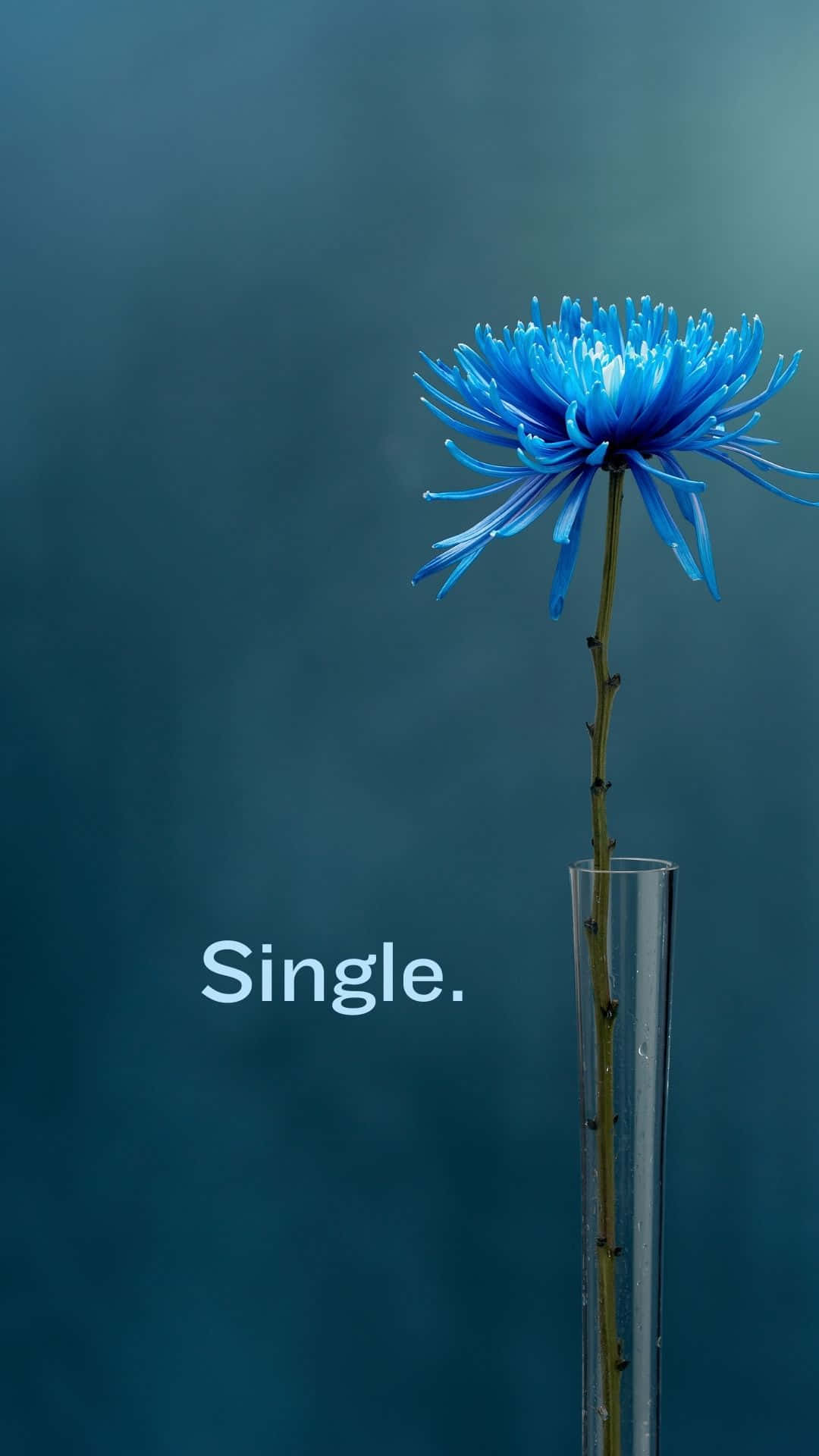 Single Flower In A Vase