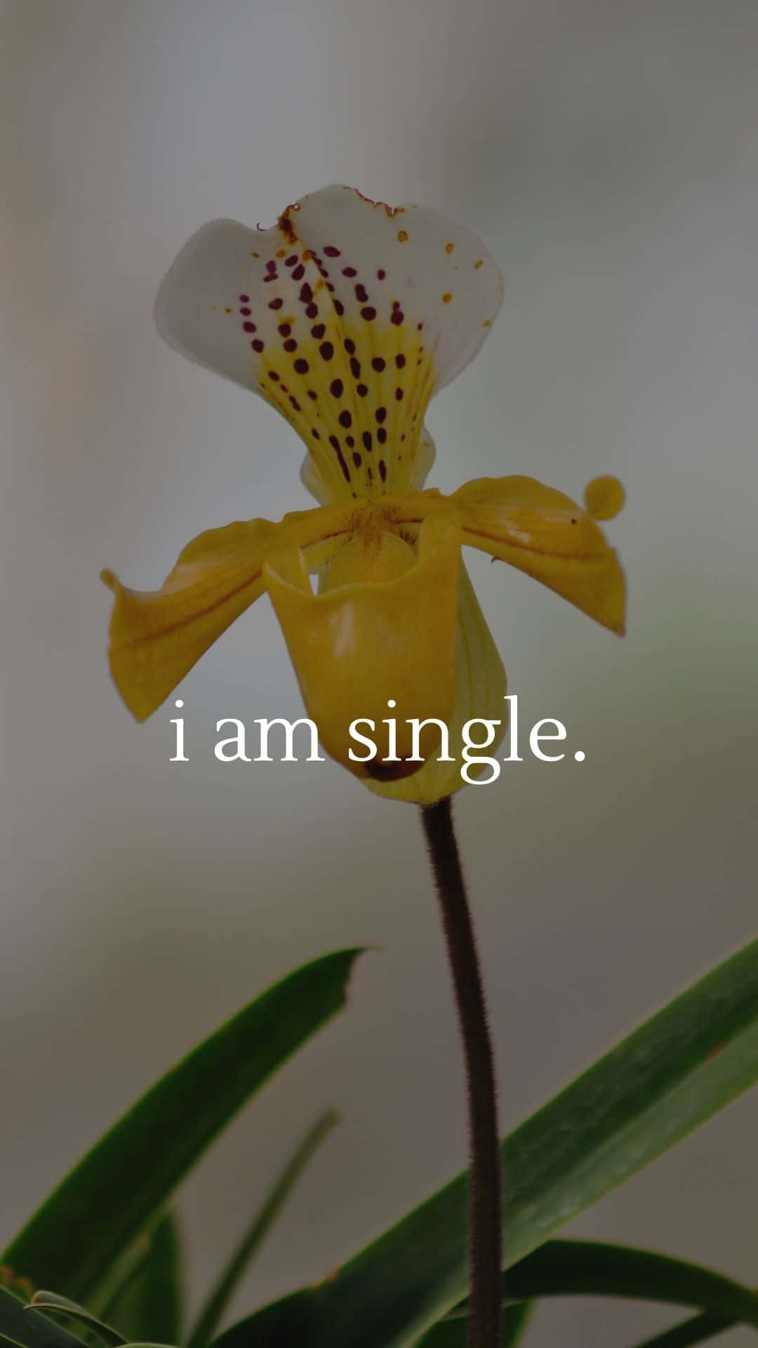 I Am Single - I Am Single - I Am Single