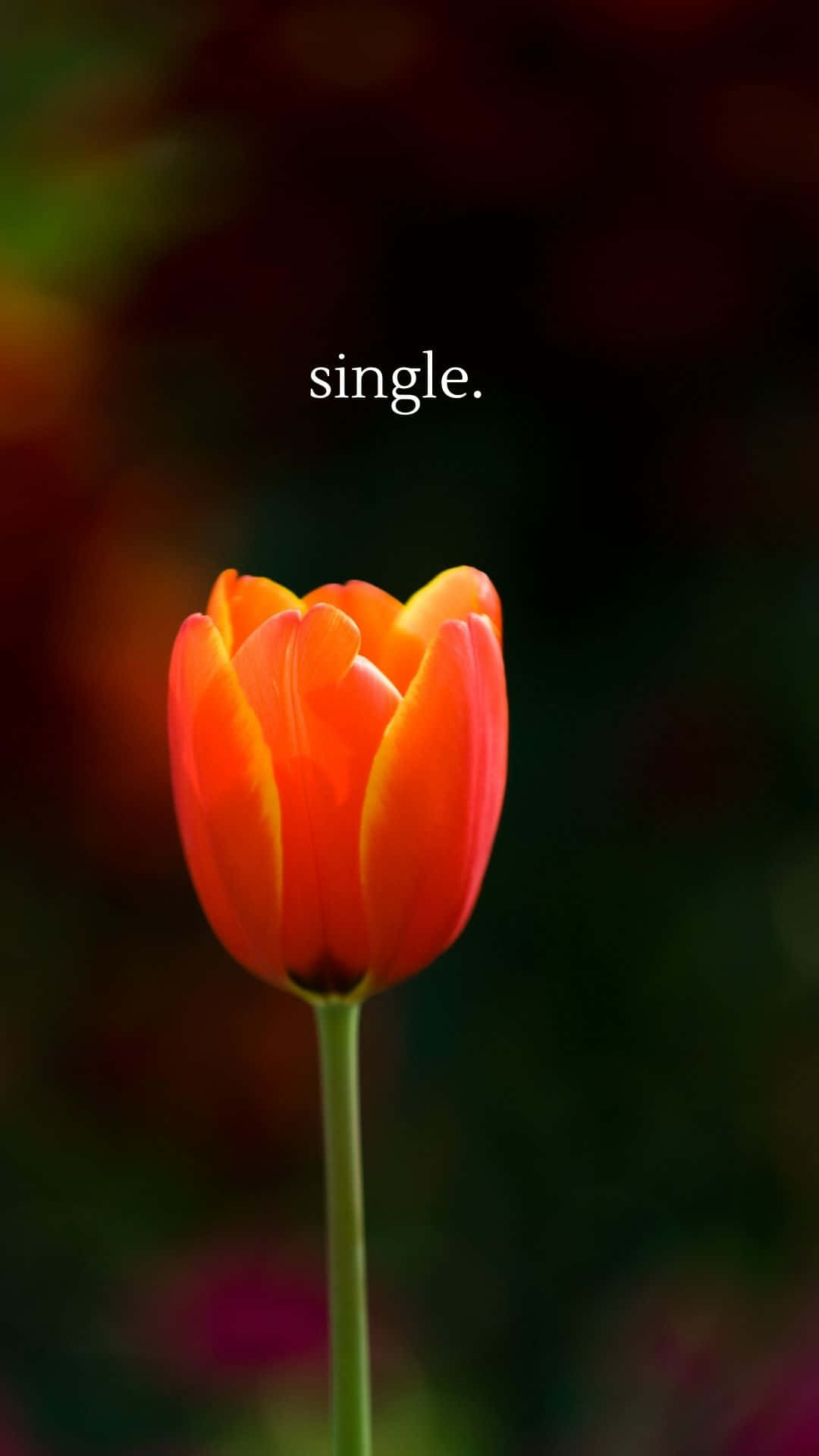Single Tulip By Sarah Mccarthy