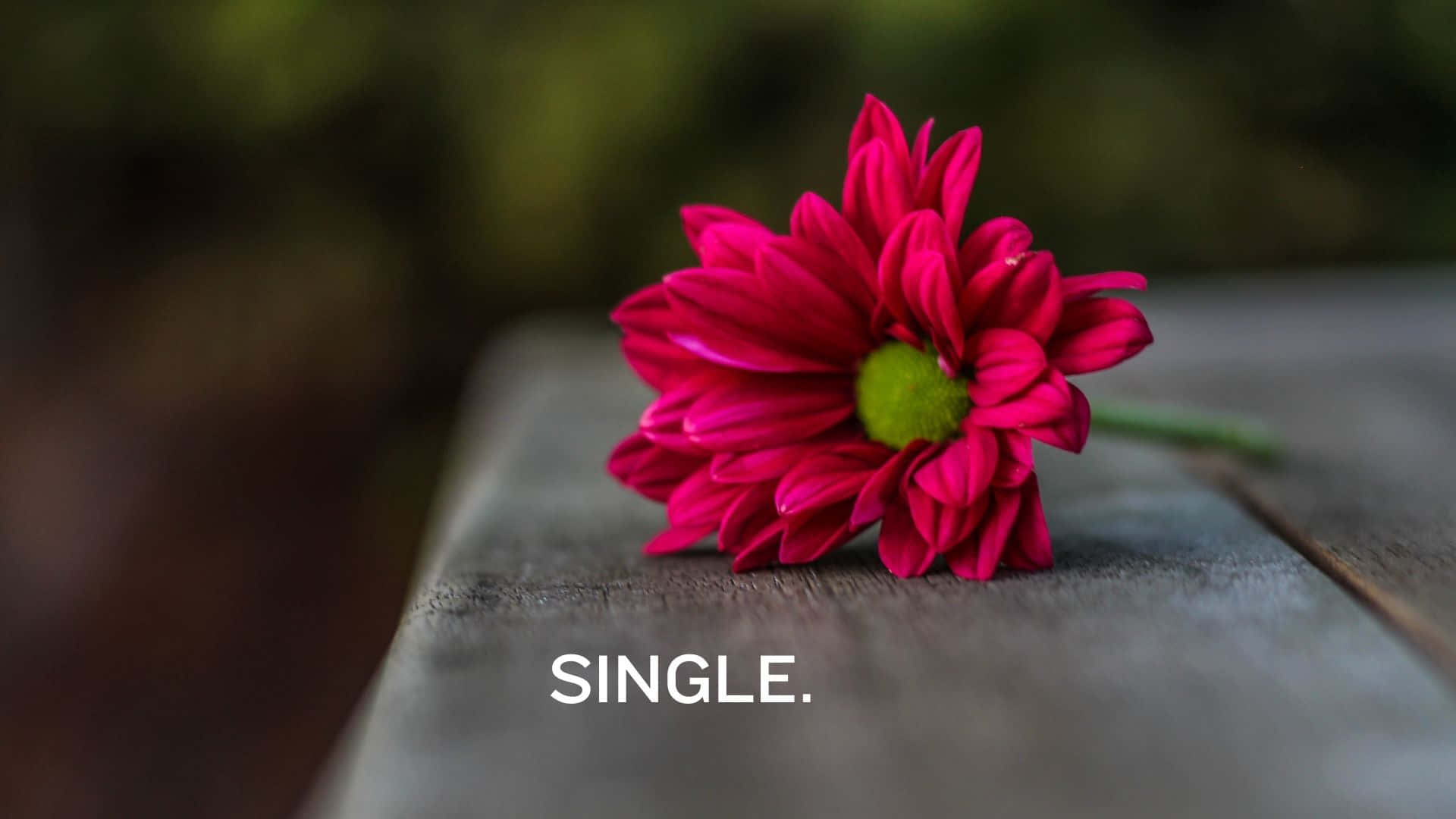 A Red Flower On A Wooden Table With The Words Single